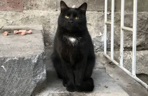 Lebukott az örmény börtönbe drogokat csempésző macska
