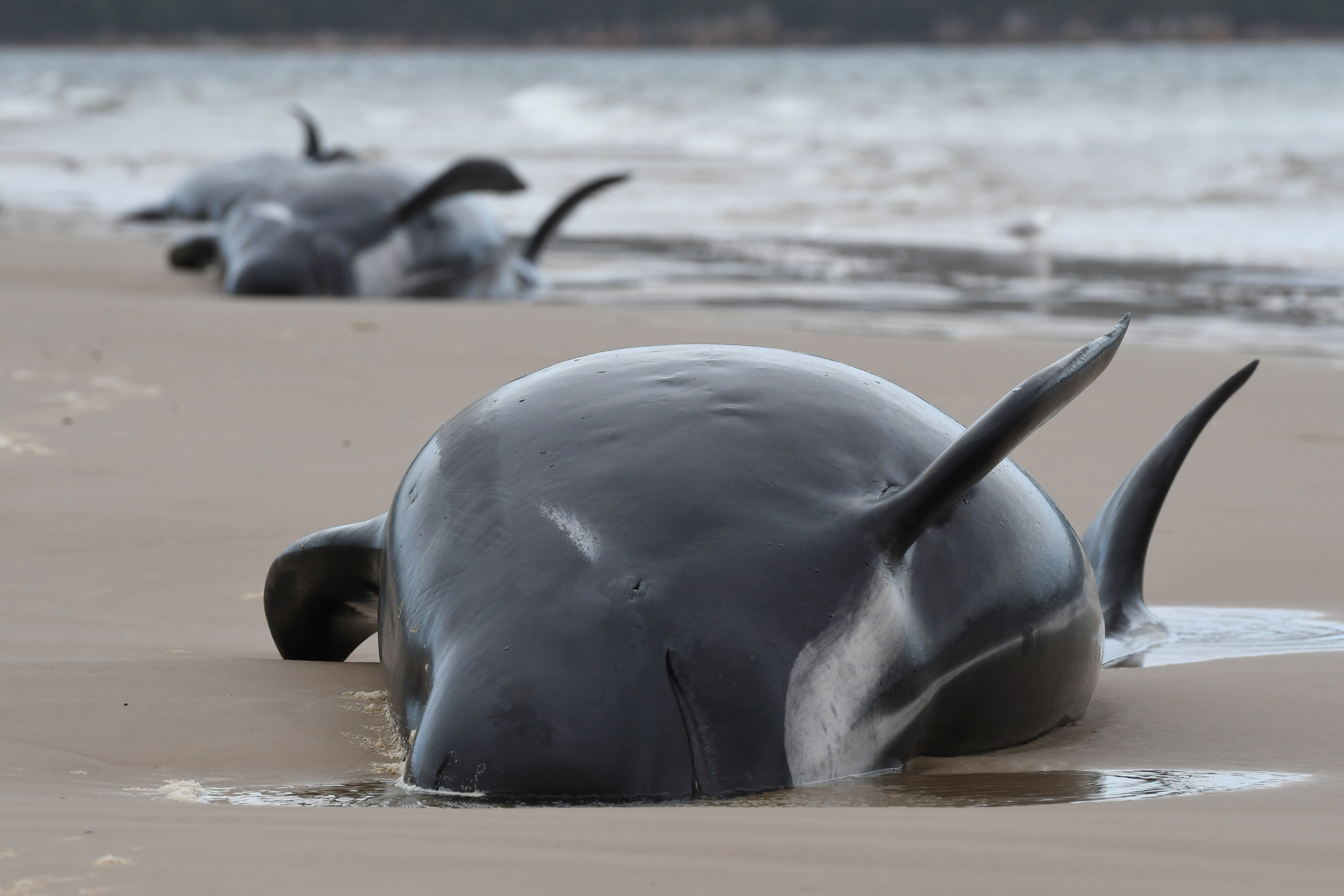 Már 470 gömbölyűfejű delfin akadt fenn Tasmánia homokpadjain