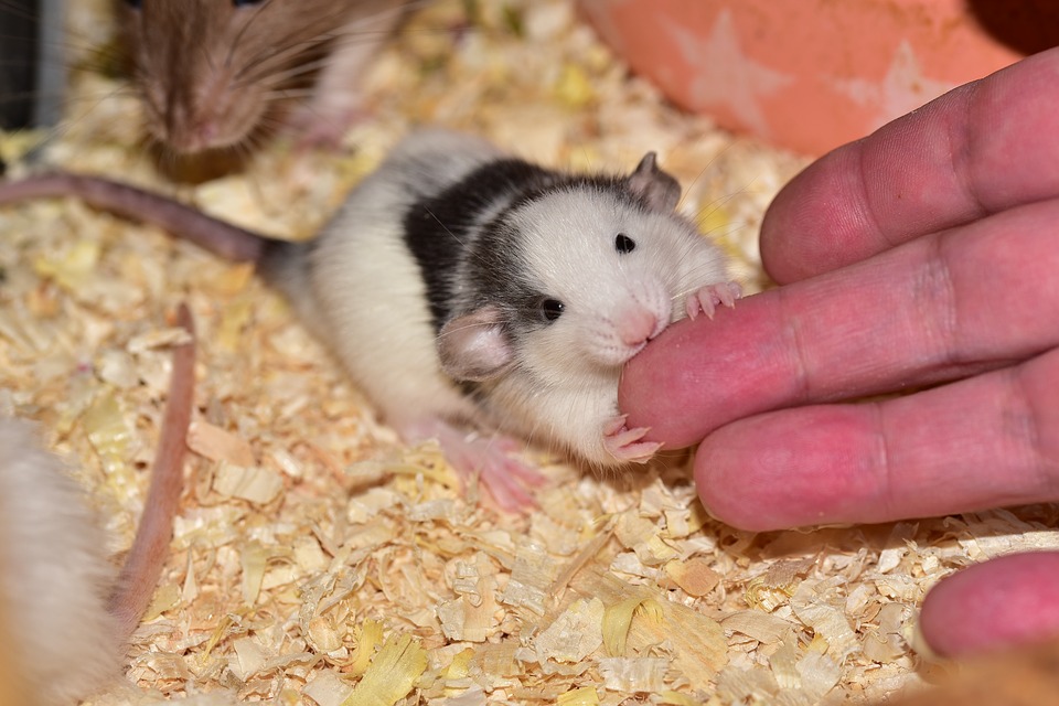 Működött a mesterséges sperma, egészséges patkánykölykök születtek