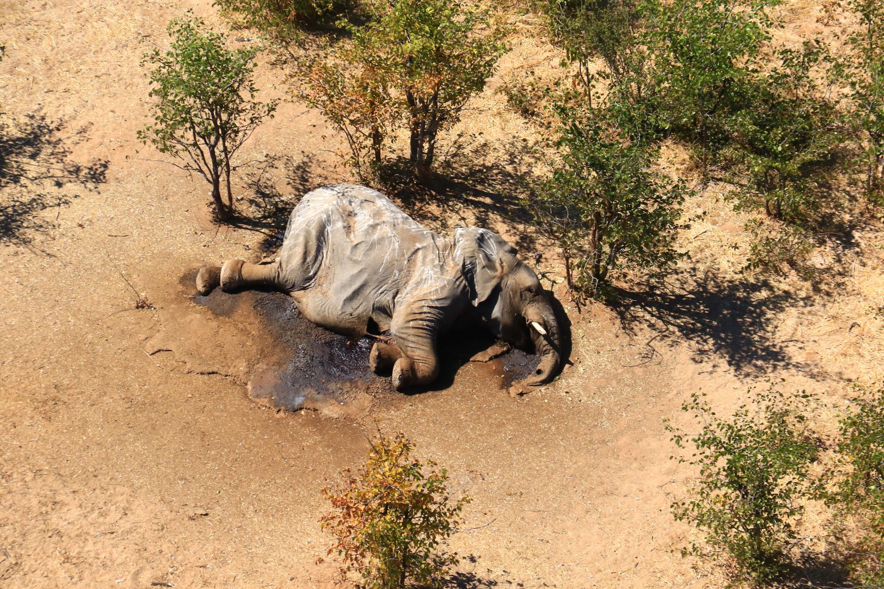 Cianobaktériumok mérgezték halálra a botswanai elefántokat