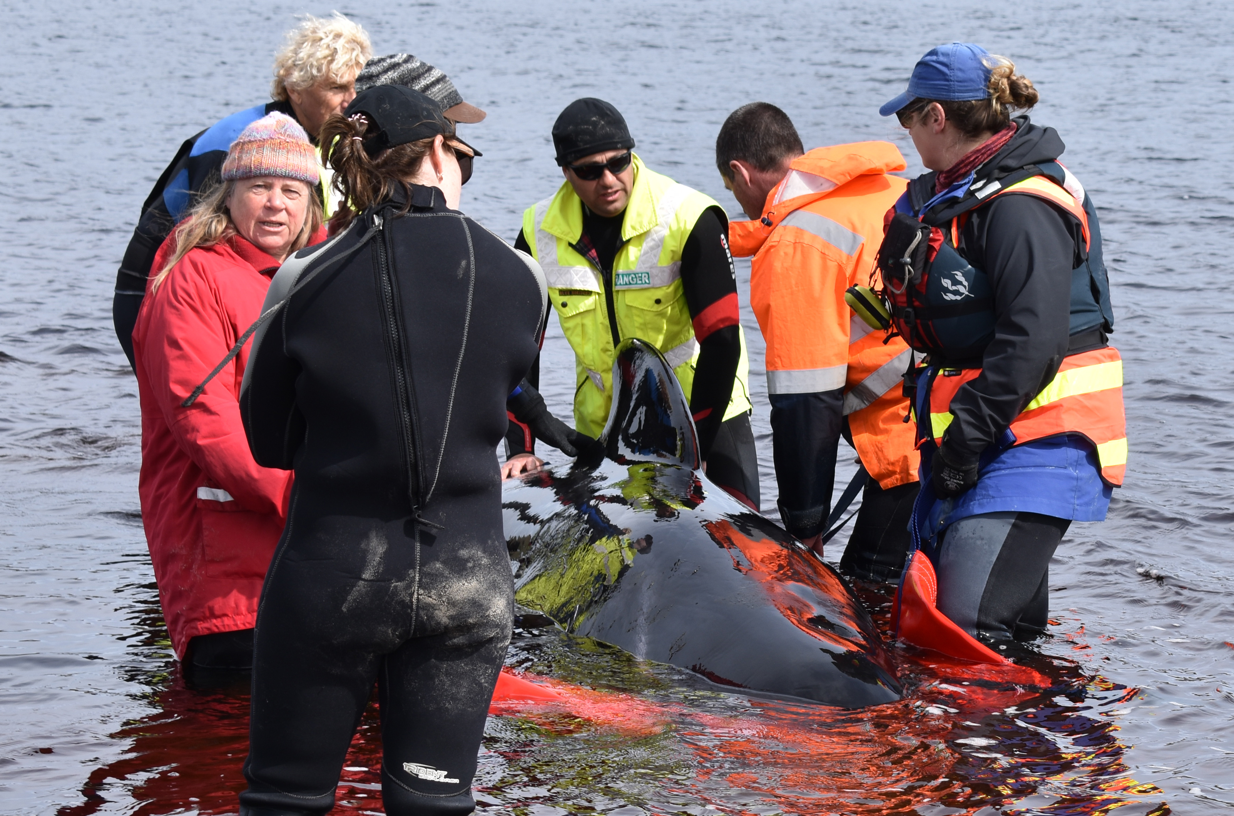 88-at sikerült megmenteni a Tasmániában partra vetődött delfinekből