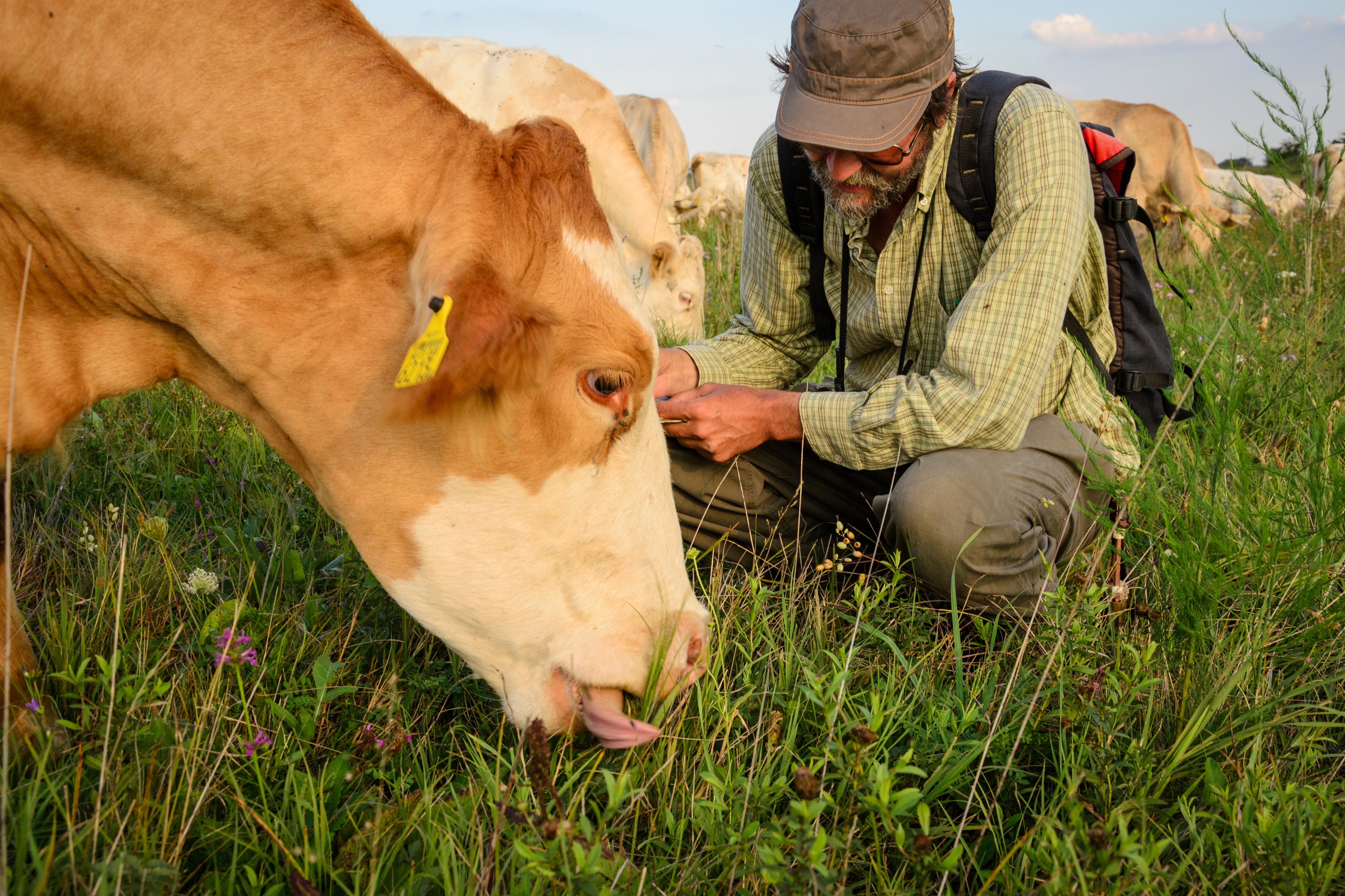 Pásztorok segítségével mérték fel a kutatók, mit szeretnek igazán a marhák 