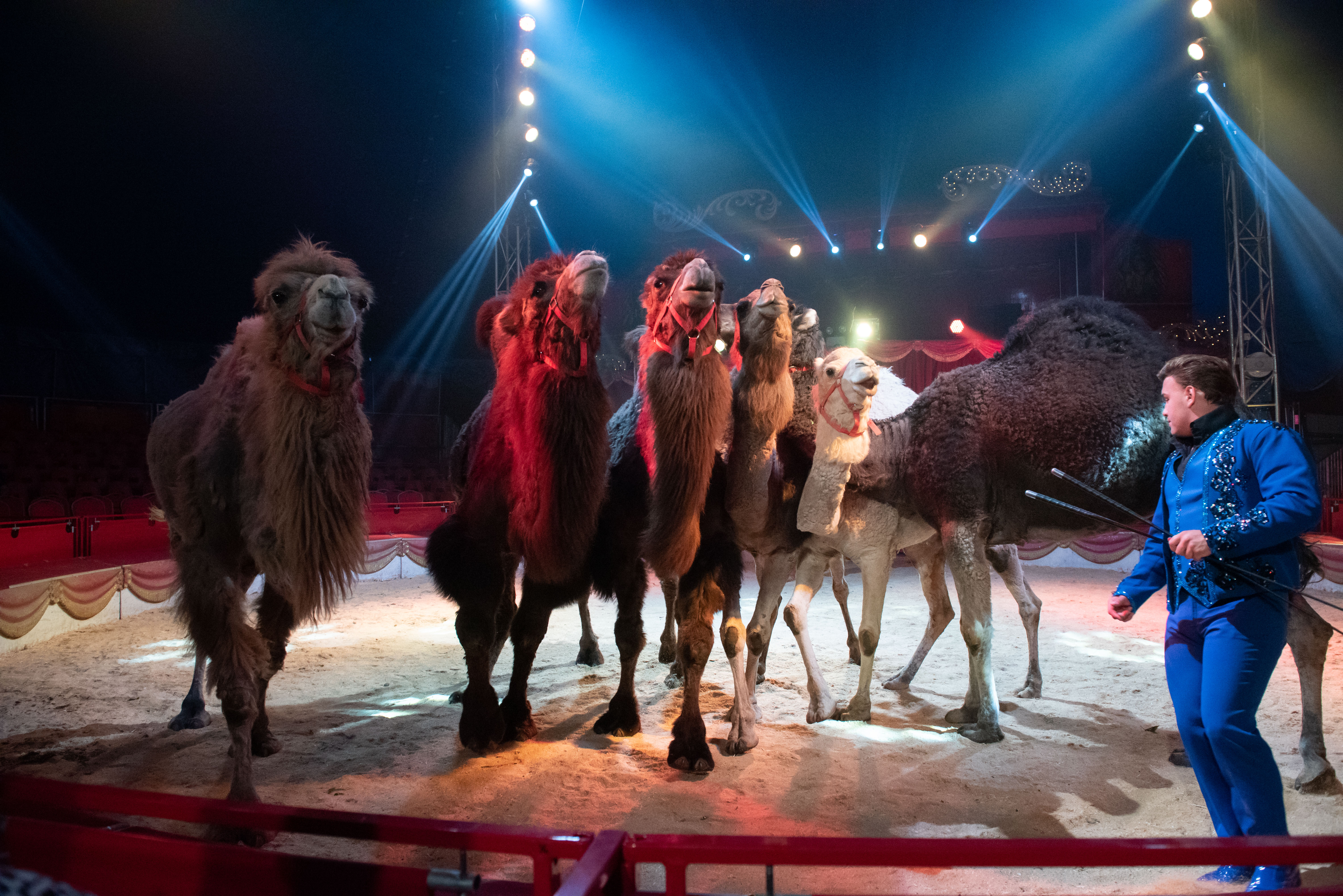 Franciaországban nem lehet majd vadállatokat mutogatni utazó cirkuszokban