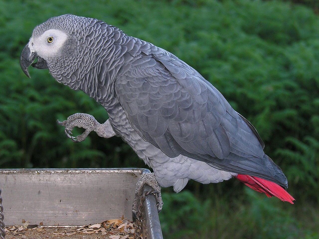 El kellett zárni öt papagájt a látogatók elől egy brit vadasparkban, mert annyit káromkodtak