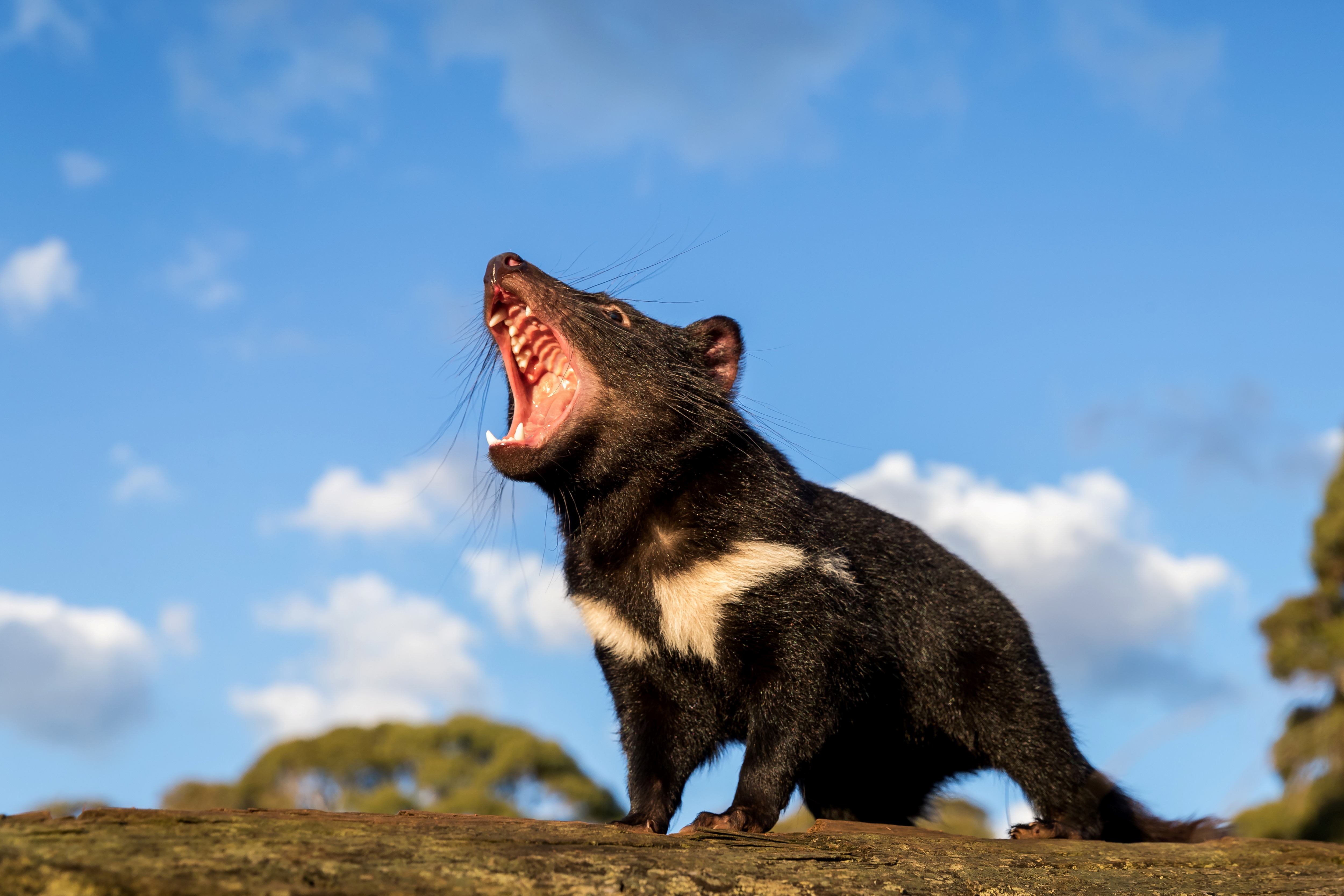 3000 év után térhetnek vissza a tasmán ördögök Ausztrália vadvilágába