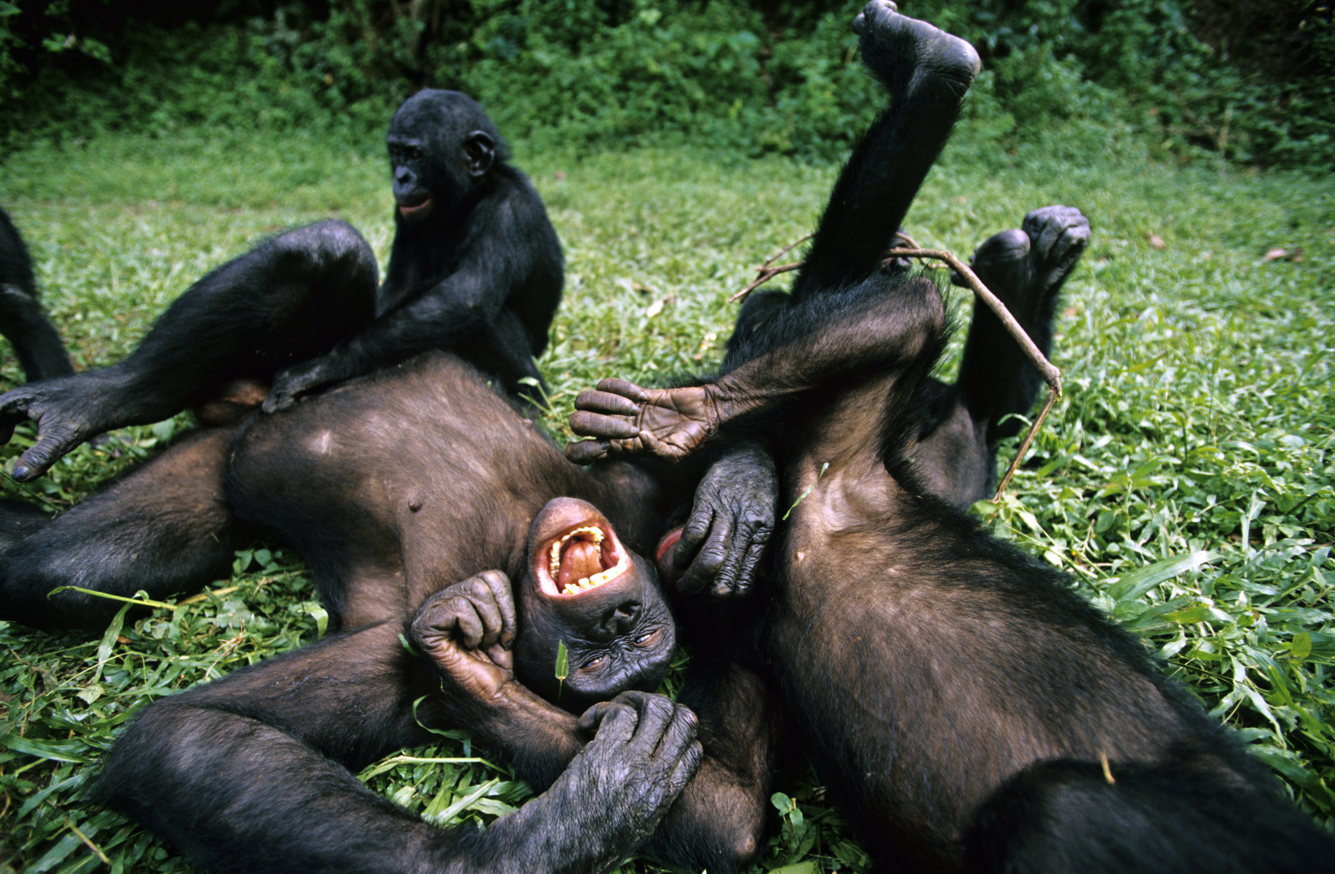 A majmok viccelődése az emberi humor evolúciós előfutára