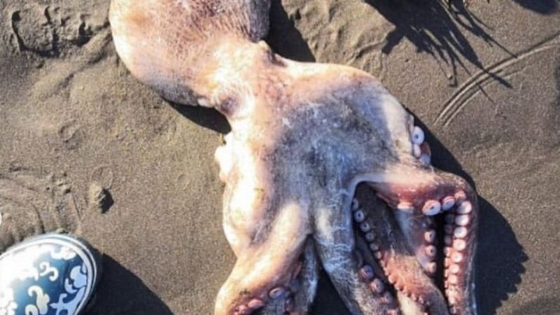 Elszíneződött az óceán, tömegesen halnak az állatok: szennyezés pusztíthat Kamcsatkán