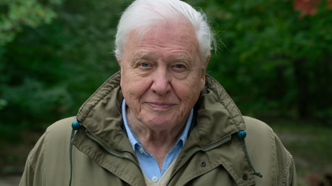 David Attenborough az Egy élet a bolygónkon című filmben
