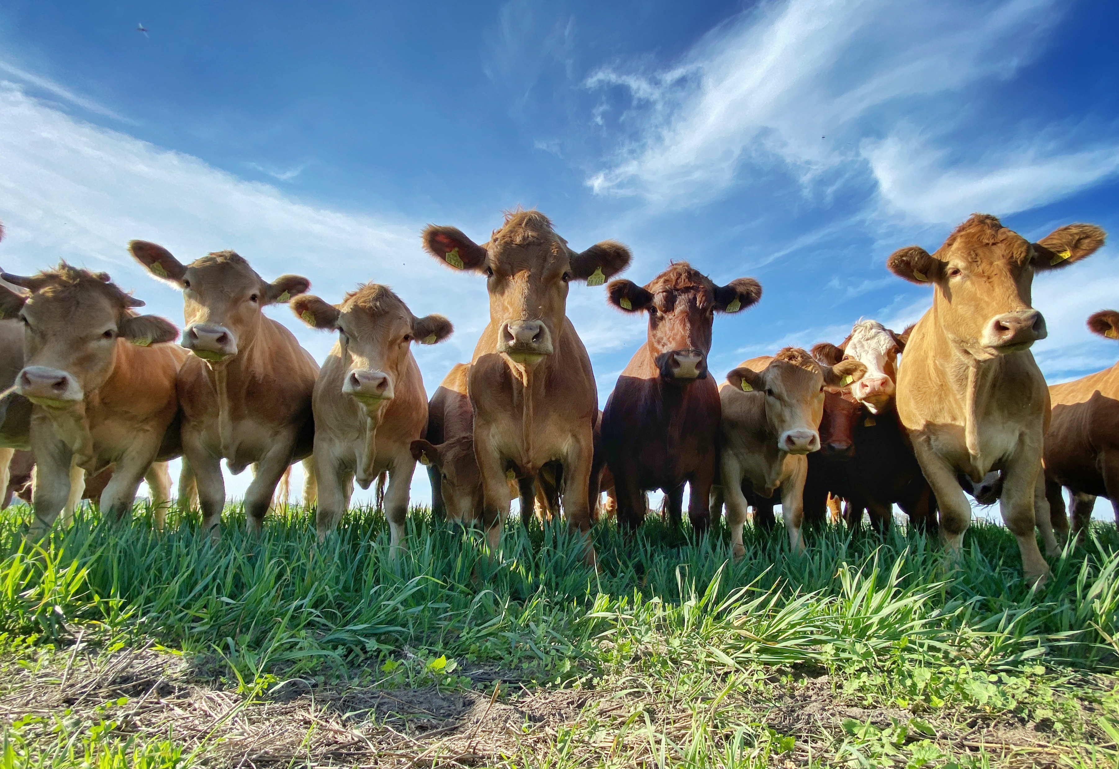 Szobatisztaságra neveltek szarvasmarhákat Németországban