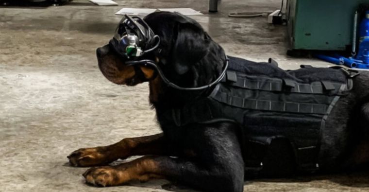 Kutyáknak fejleszt AR-szemüveget az amerikai hadsereg