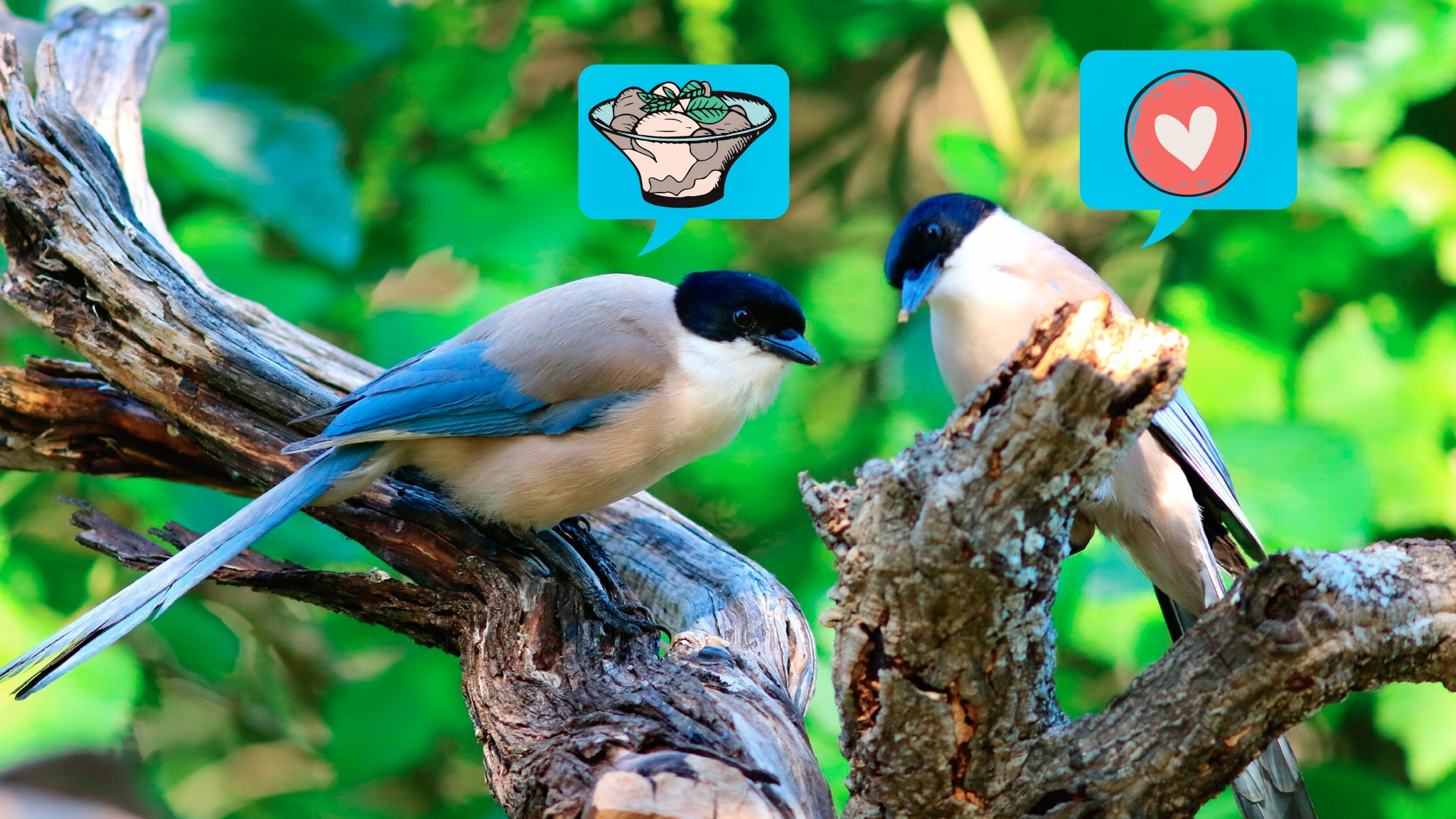 A madarak is képesek az empátiára, és megosztják az ennivalójukat az éhes társaikkal