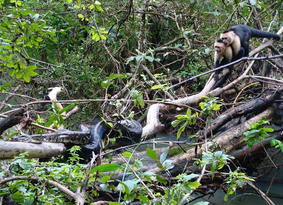 Így néz ki, amikor a majmok összefognak, és kimentik fiatal társukat egy óriáskígyó szorításából