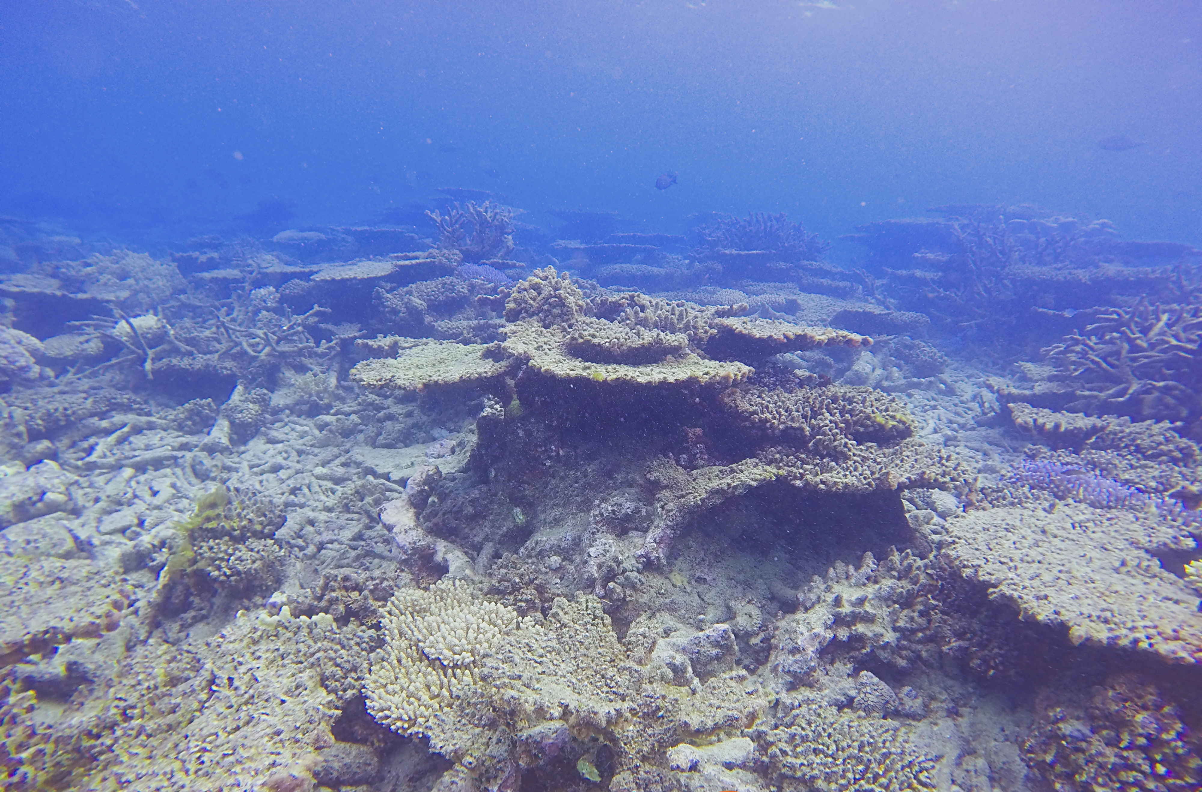 A Nagy-korallzátony a felére zsugorodott 25 év alatt