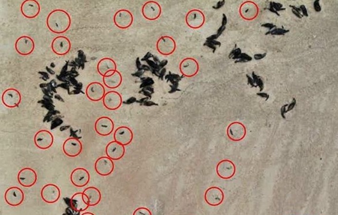 Több mint 5000 döglött fókabébit mosott partra a tenger Namíbiában