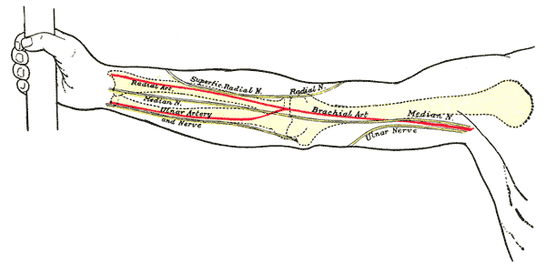 Az arteria ulnaris és az arteria radialis elhelyezkedése