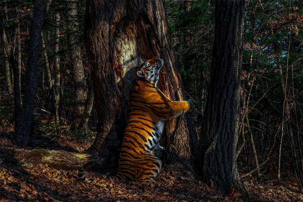 Fát ölelő tigris, nyelvevő ászkarák és láncra vert makákó az év legjobb természetfotóin