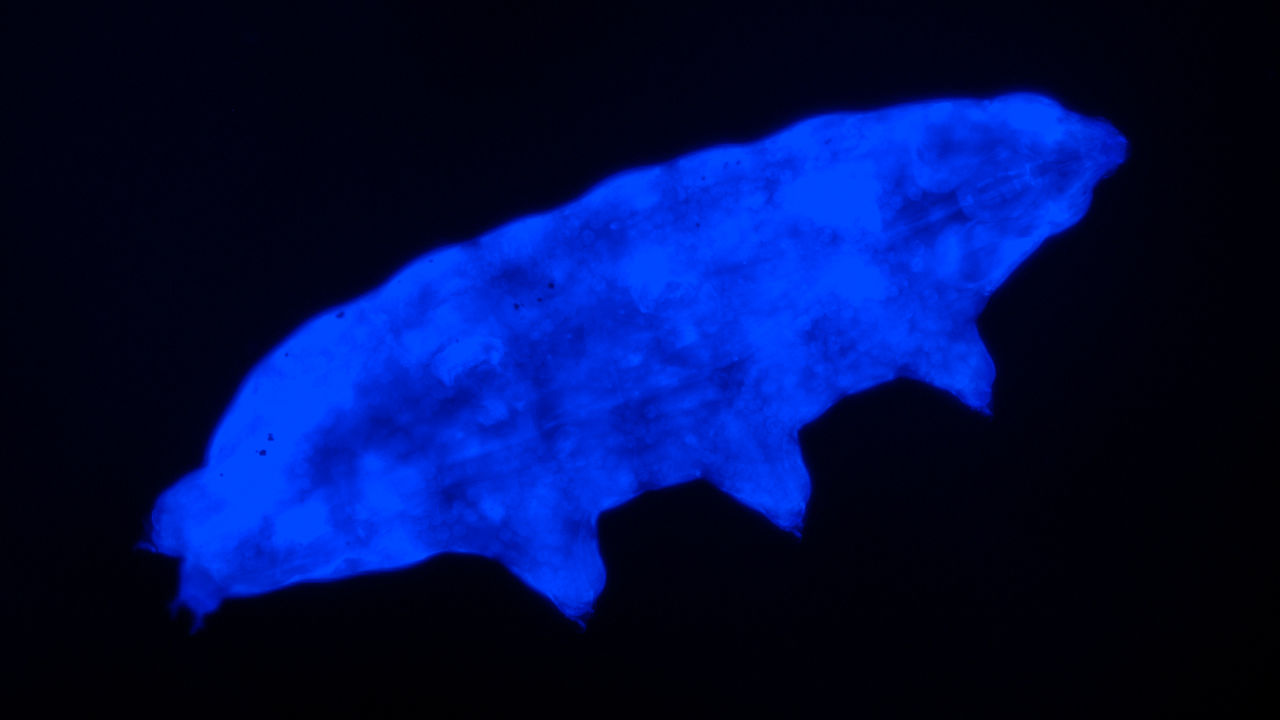 A medveállatkák újonnan felfedezett faja az UV-fénynek is ellenáll