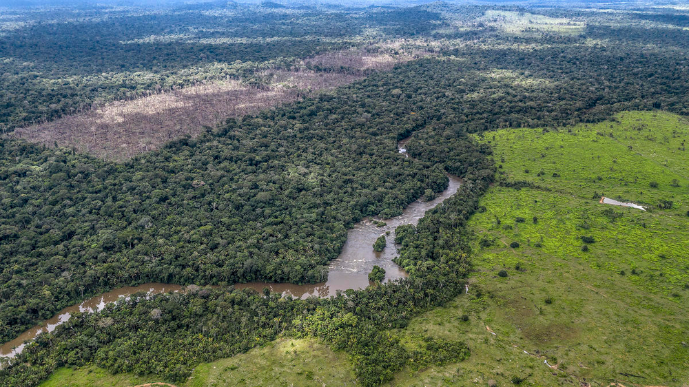 Tarra vágott őserdő újrahasznosítása Brazíliában