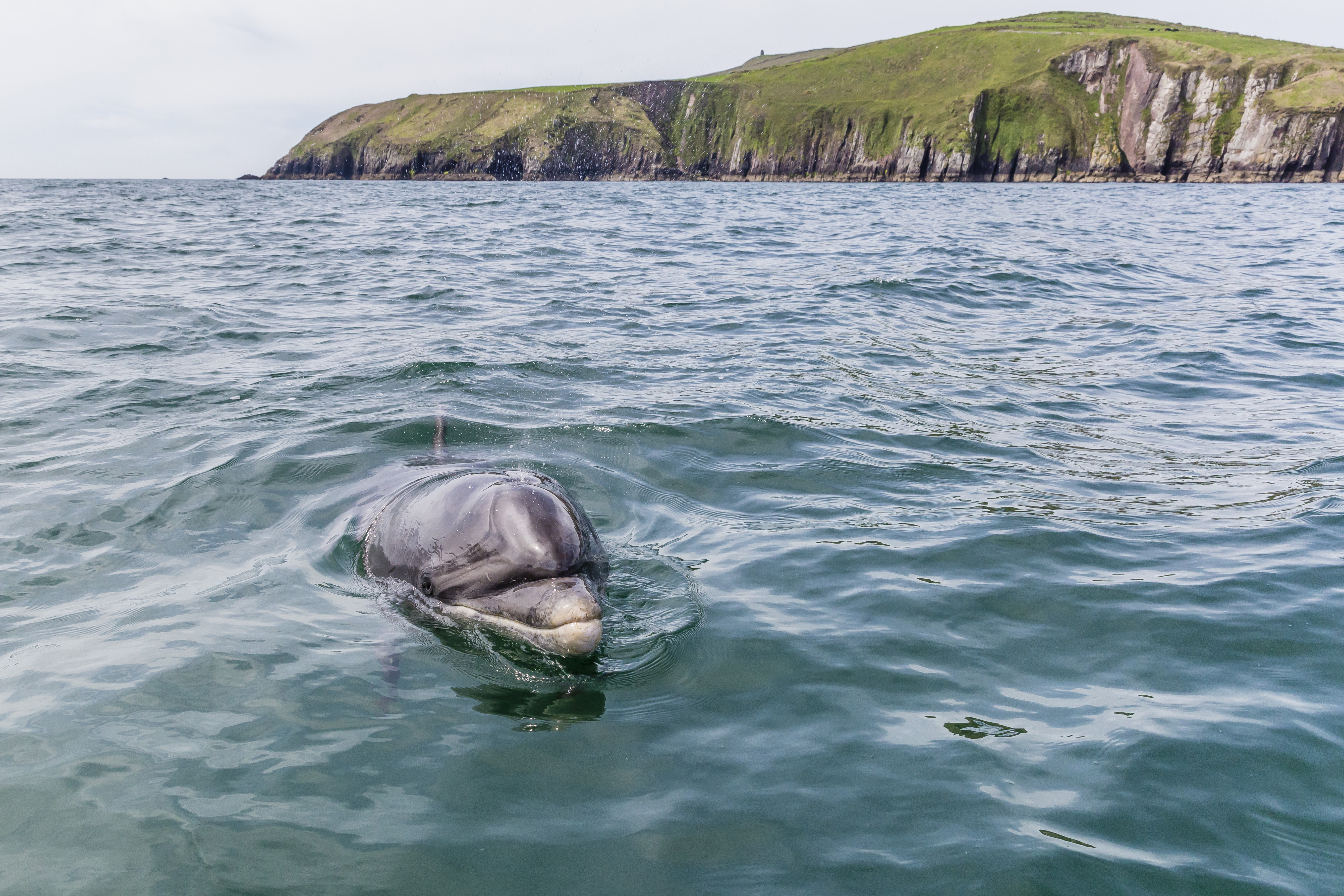 Eltűnt a világ legidősebb egyedül élő delfinje