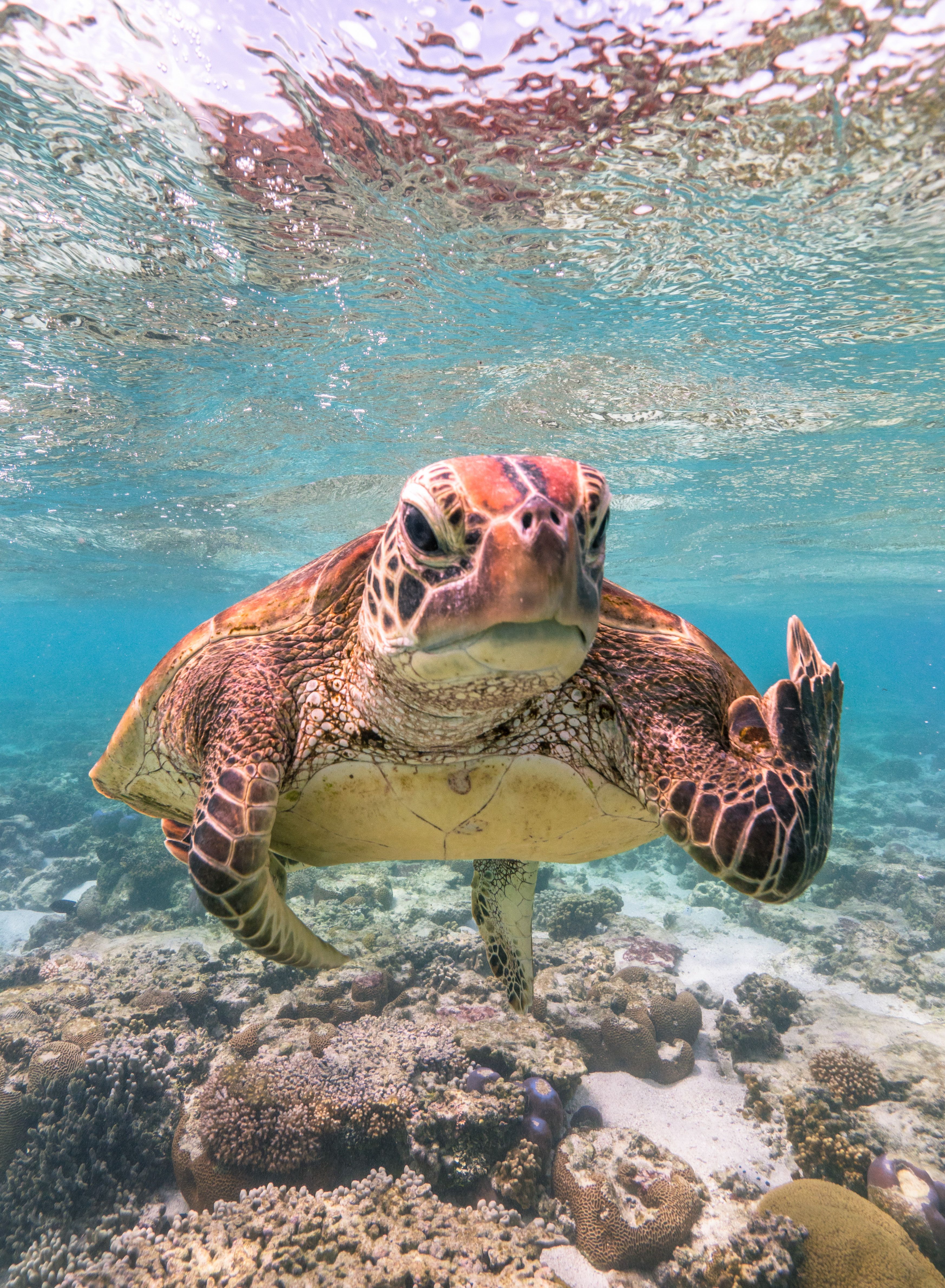 A kamerának beintő teknőst választották 2020 legviccesebb állatfotójának