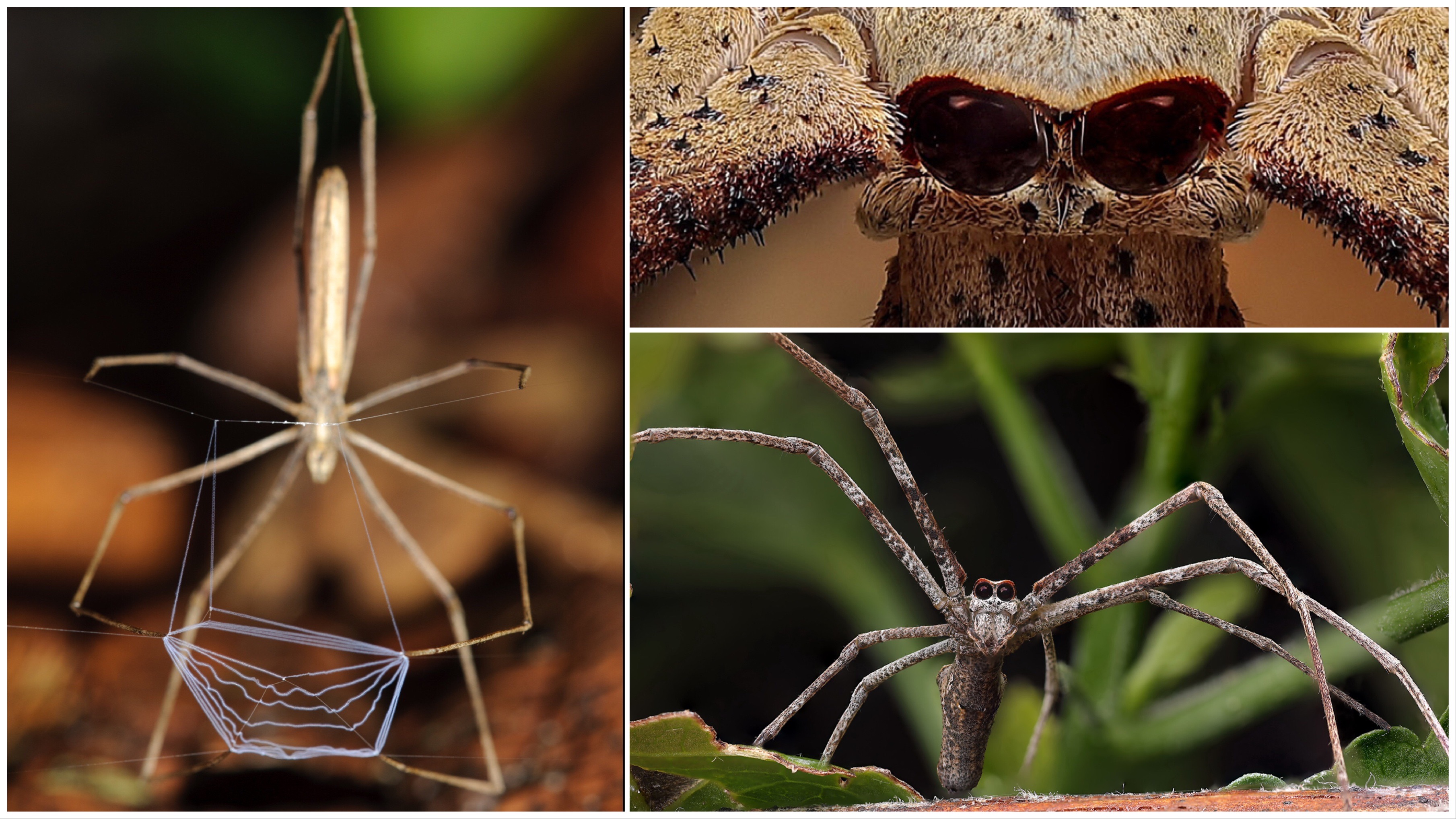 Az ogrearcú pókok nem várnak rá, hogy a hálójukba gabalyodjon a zsákmány: röptükben kapják el a legyeket, szúnyogokat és lepkéket.