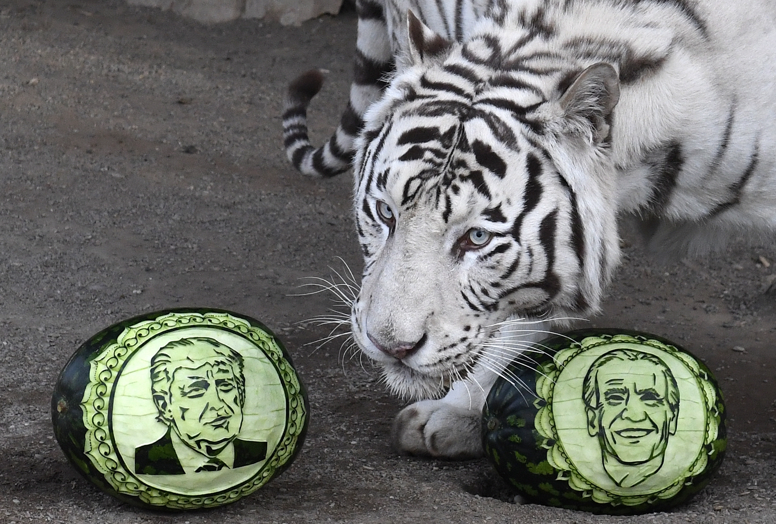 A krasznojarszki állatkert állatai Joe Bident választották az Egyesült Államok elnökének
