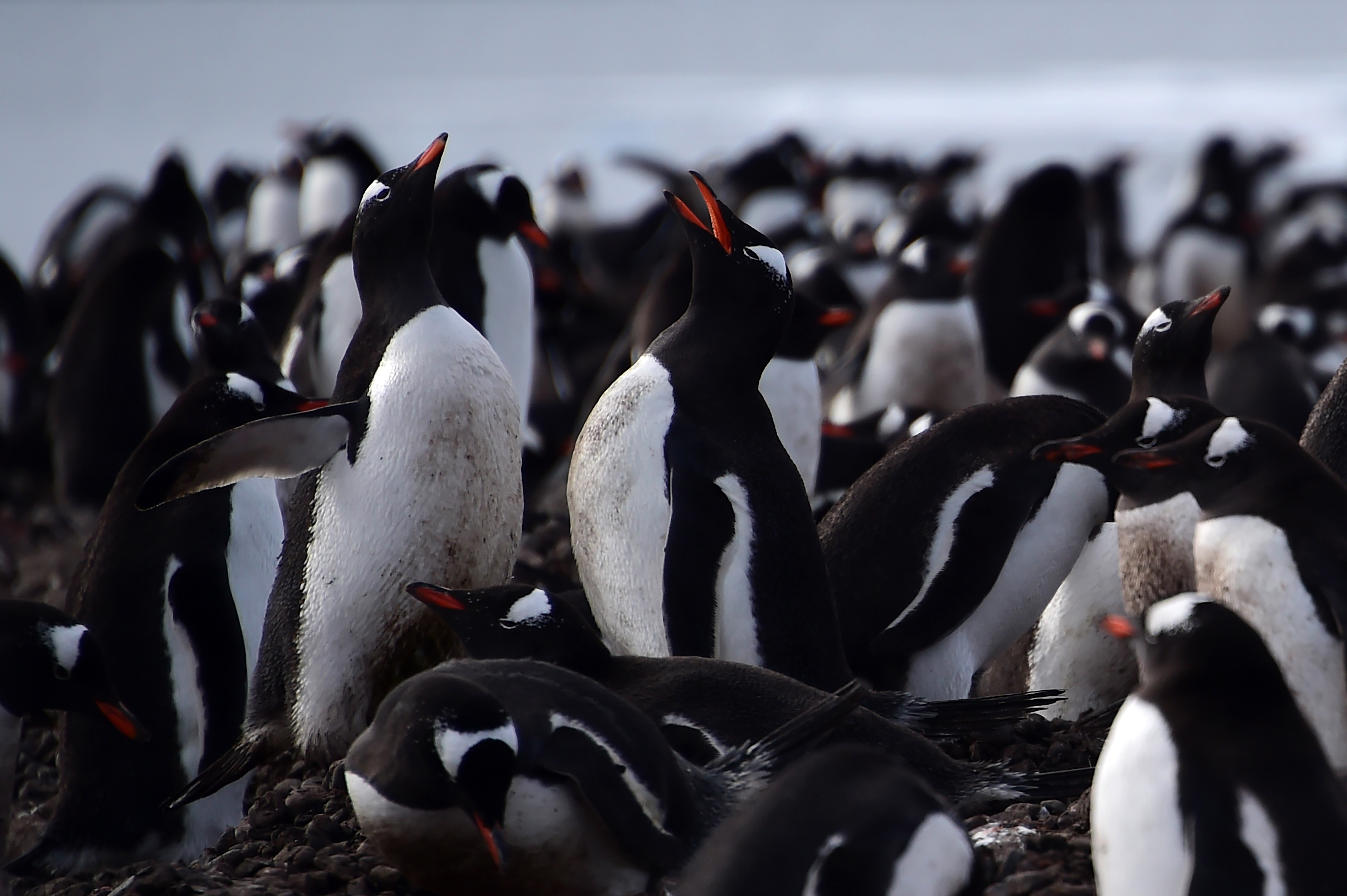 Szamárpingvin-kolónia a Déli-Shetland-szigeteken
