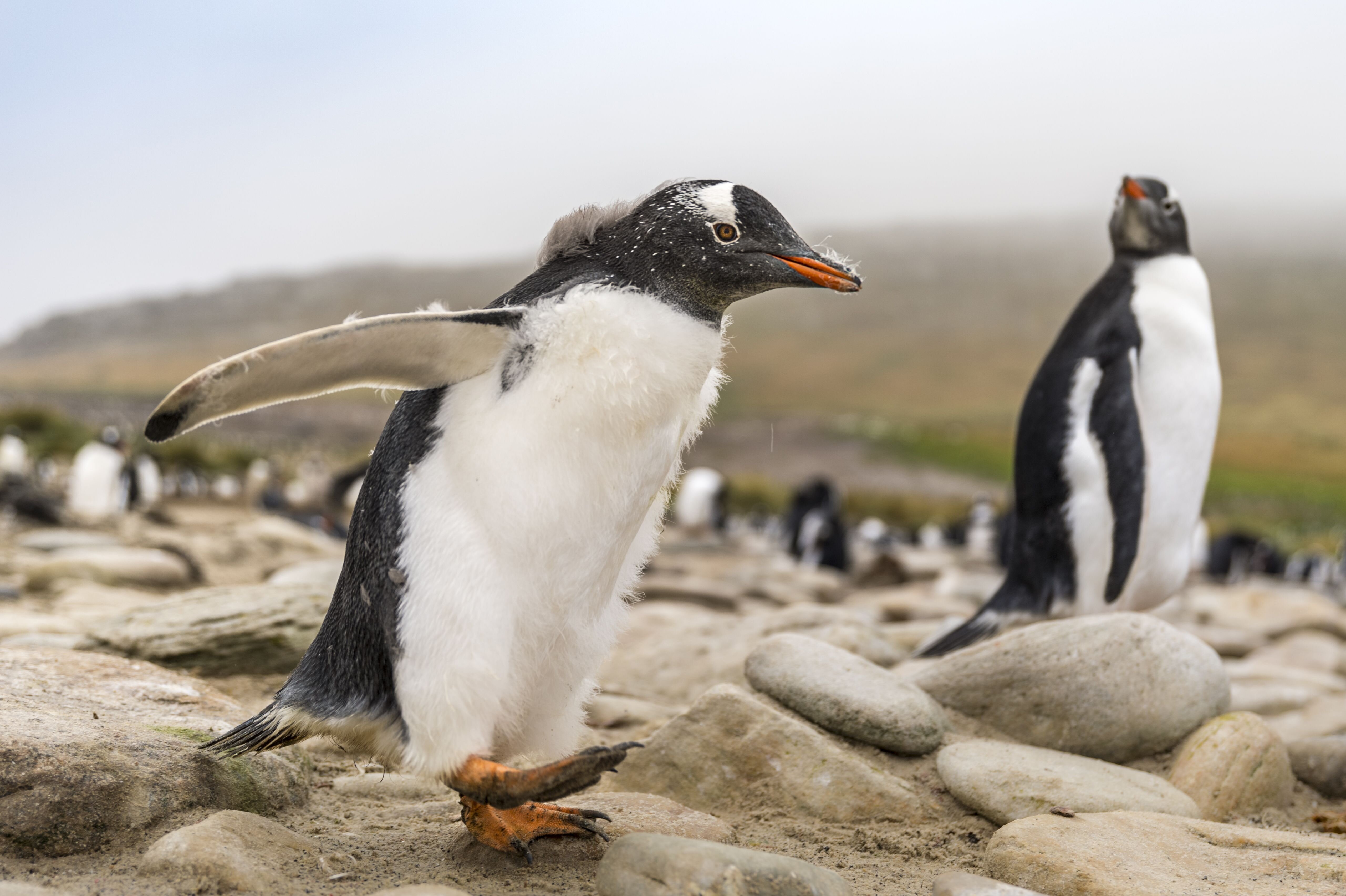 Első ránézésre nem látszik, de kiderült, hogy a szamárpingvin valójában négy különböző pingvinfaj