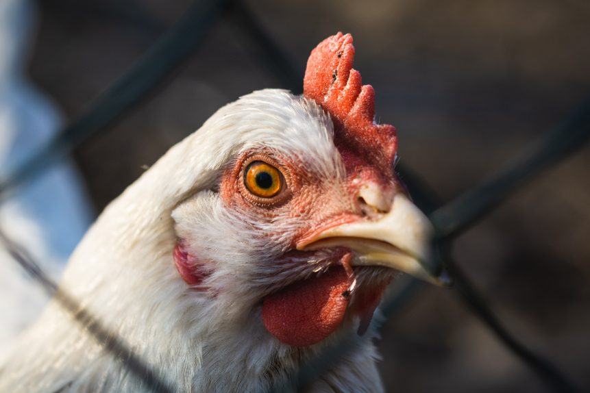 A nyugati civilizáció megmentője, a pestis gyógyítója: a csodálatos csirke