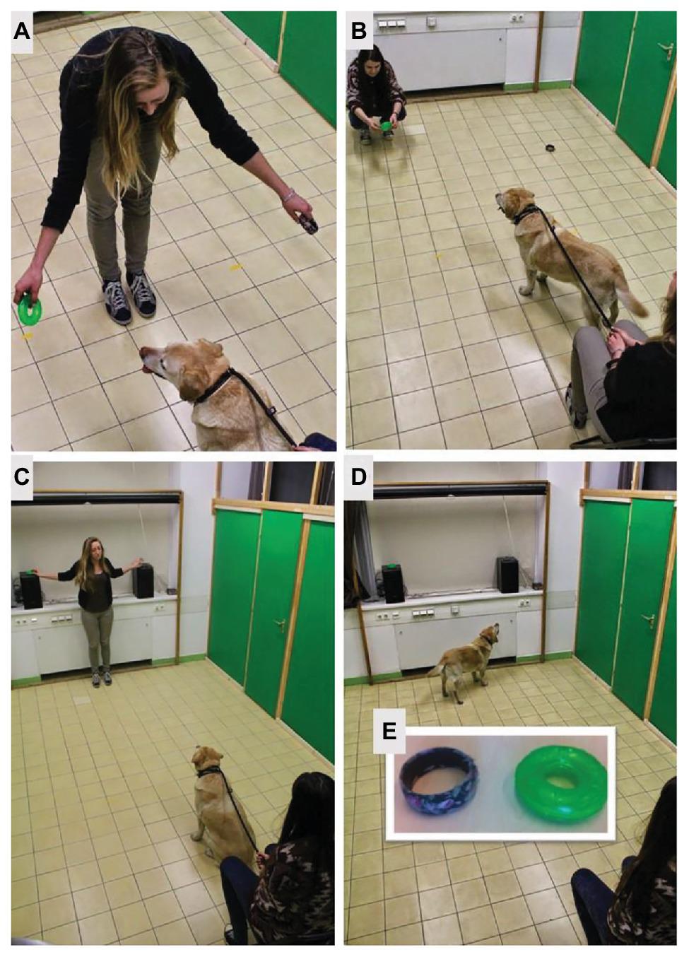 A kísérleti helyzet illusztrációja: A) a tárgyak kiválasztása, B) a gazda eljátssza az érzelmeket, C) a tárgyakat az ablakpárkányra helyezi a kísérletvezető, D) a kutya a tárgyakat nézegeti, E) a tárgyak: balra a karkötő, jobbra a játék.