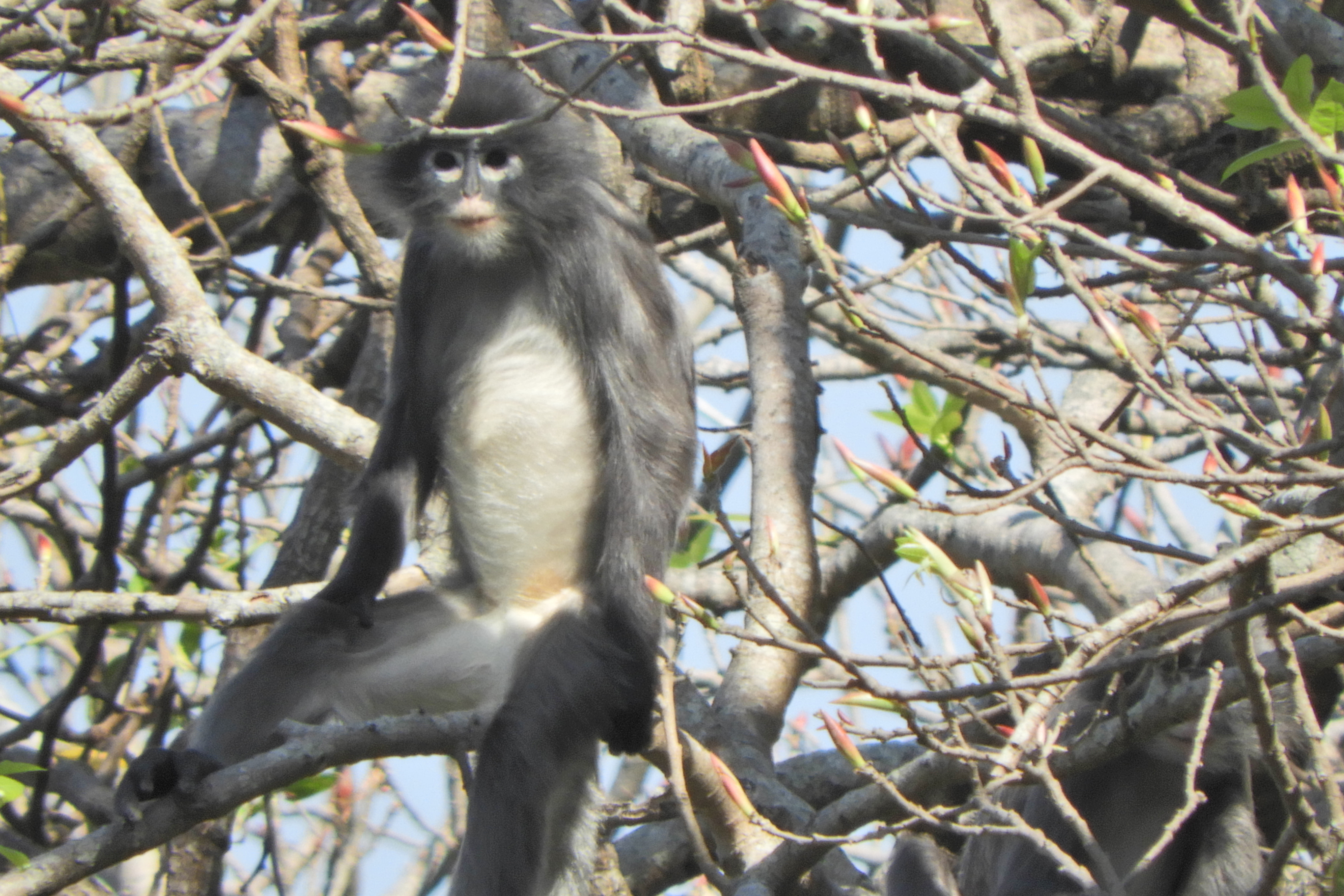 Még csak most fedezték fel, de már a kihalás szélén áll az új majomfaj