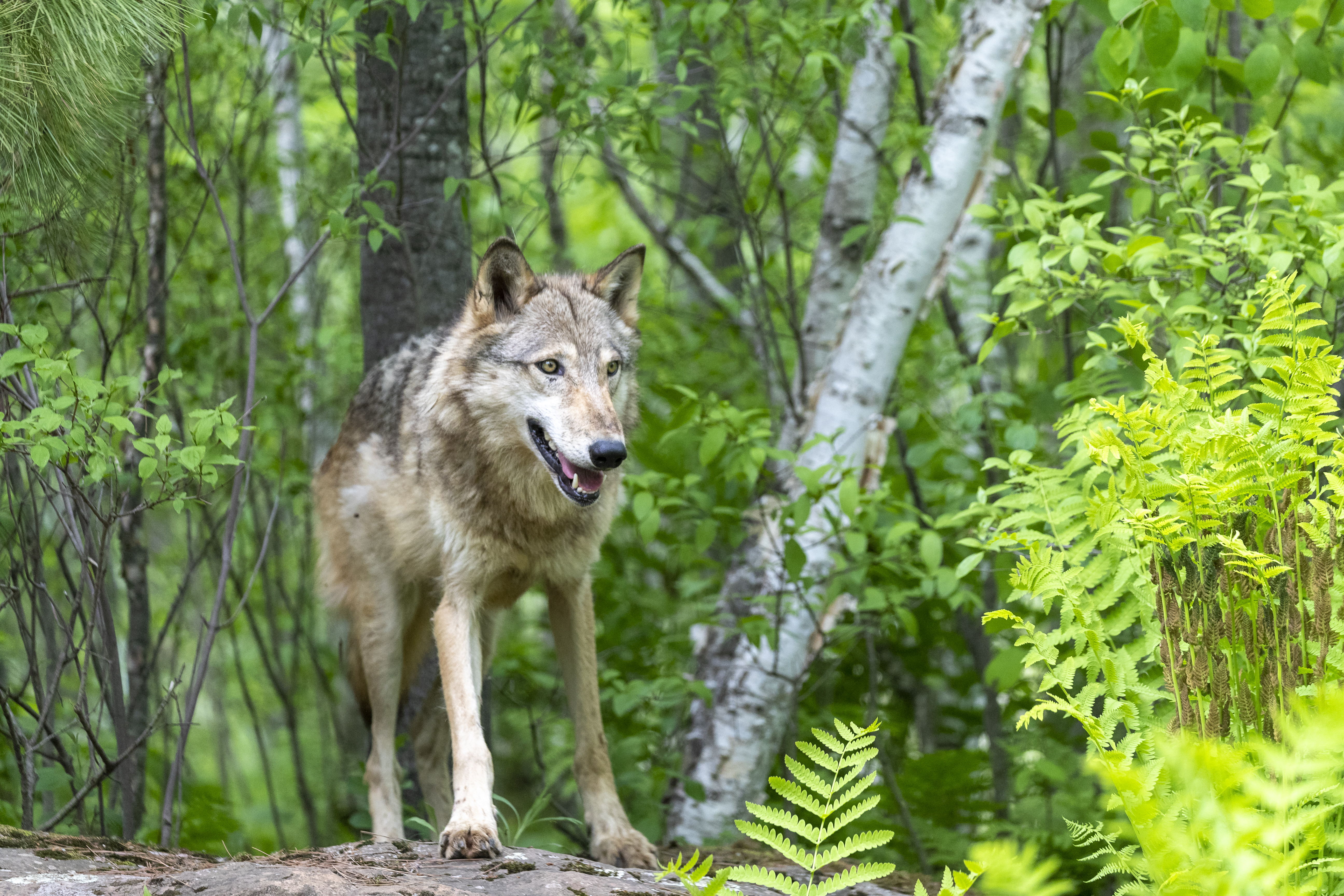 A farkasok hódvadászattal szabályozzák a vizes élőhelyek ökoszisztémáját