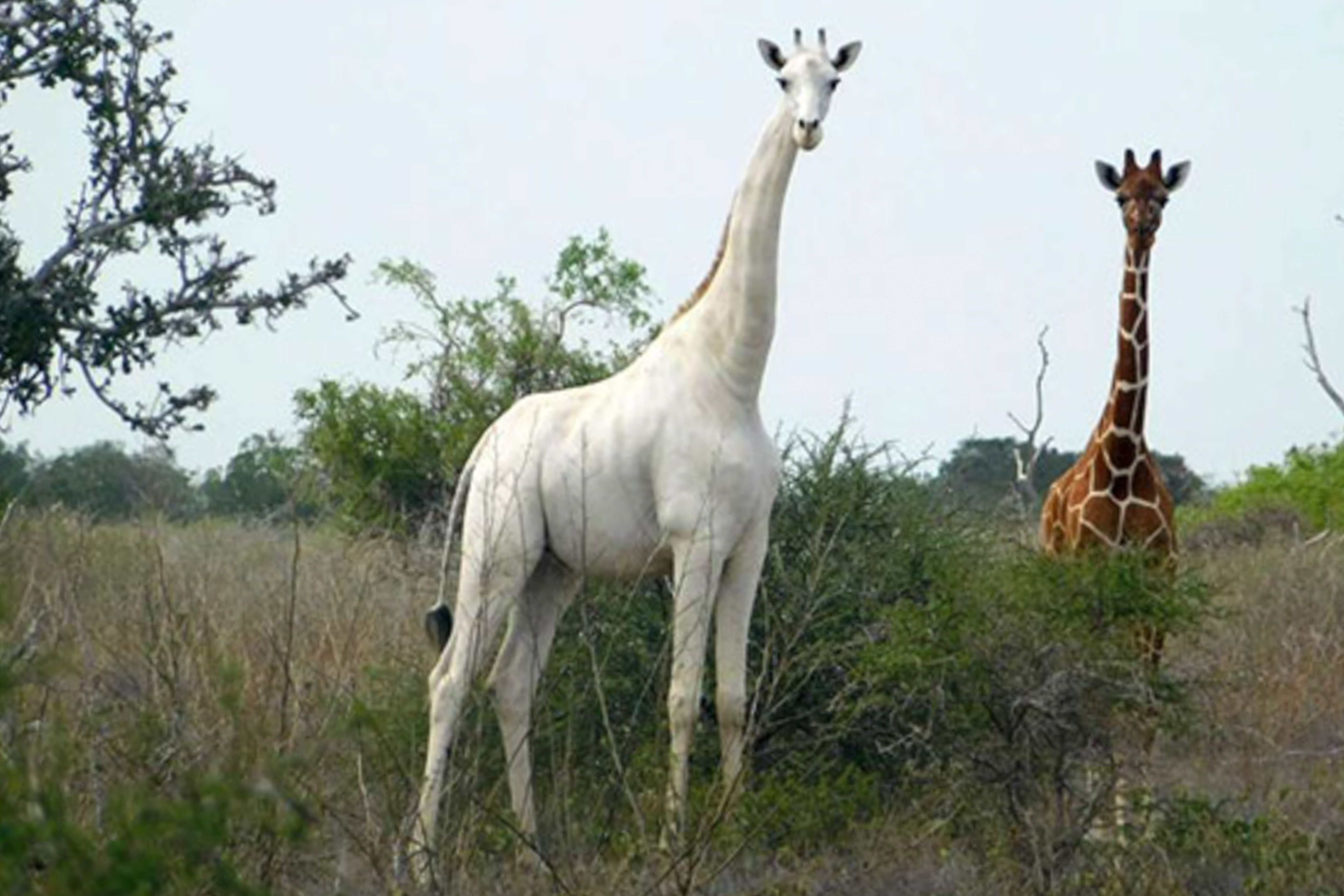 A Föld utolsó ismert fehér zsiráfján a világ szeme