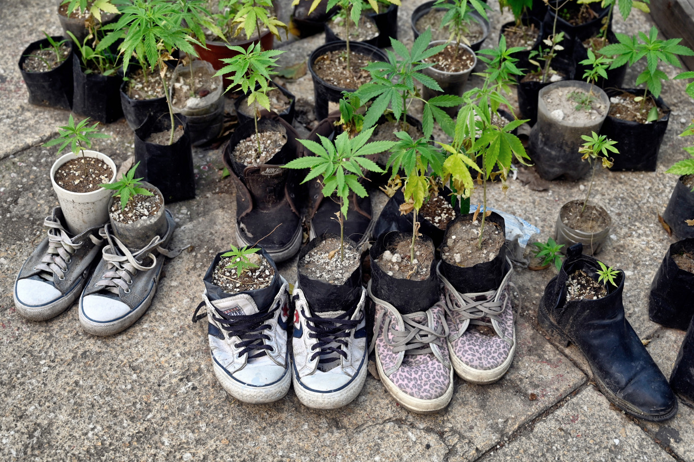 Zelenszkij aláírta a kannabisz orvosi célú használatát engedélyező törvényt