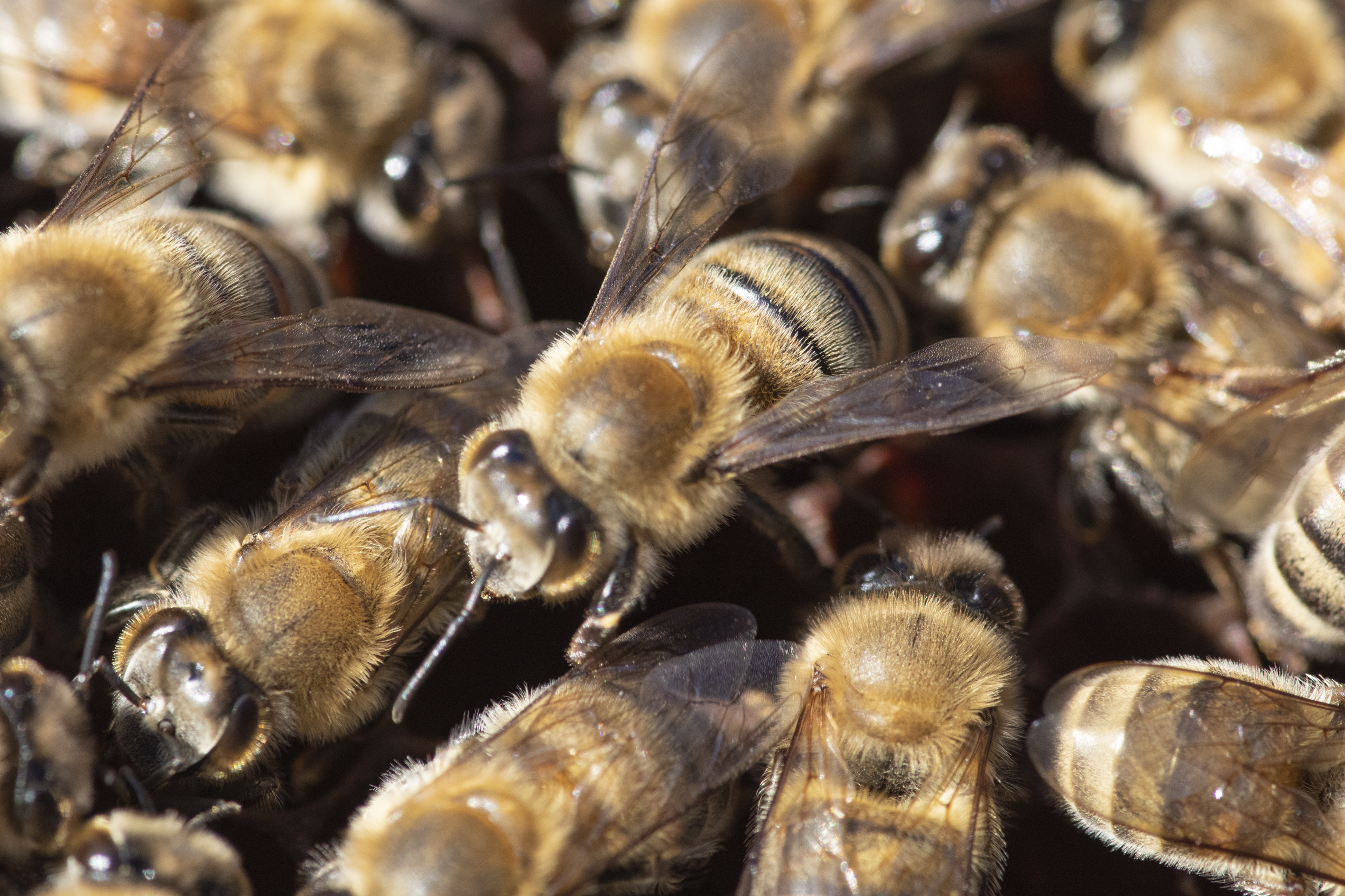 Ötmillió méh szabadult ki, amikor kaptárak estek le egy teherautóról Kanadában
