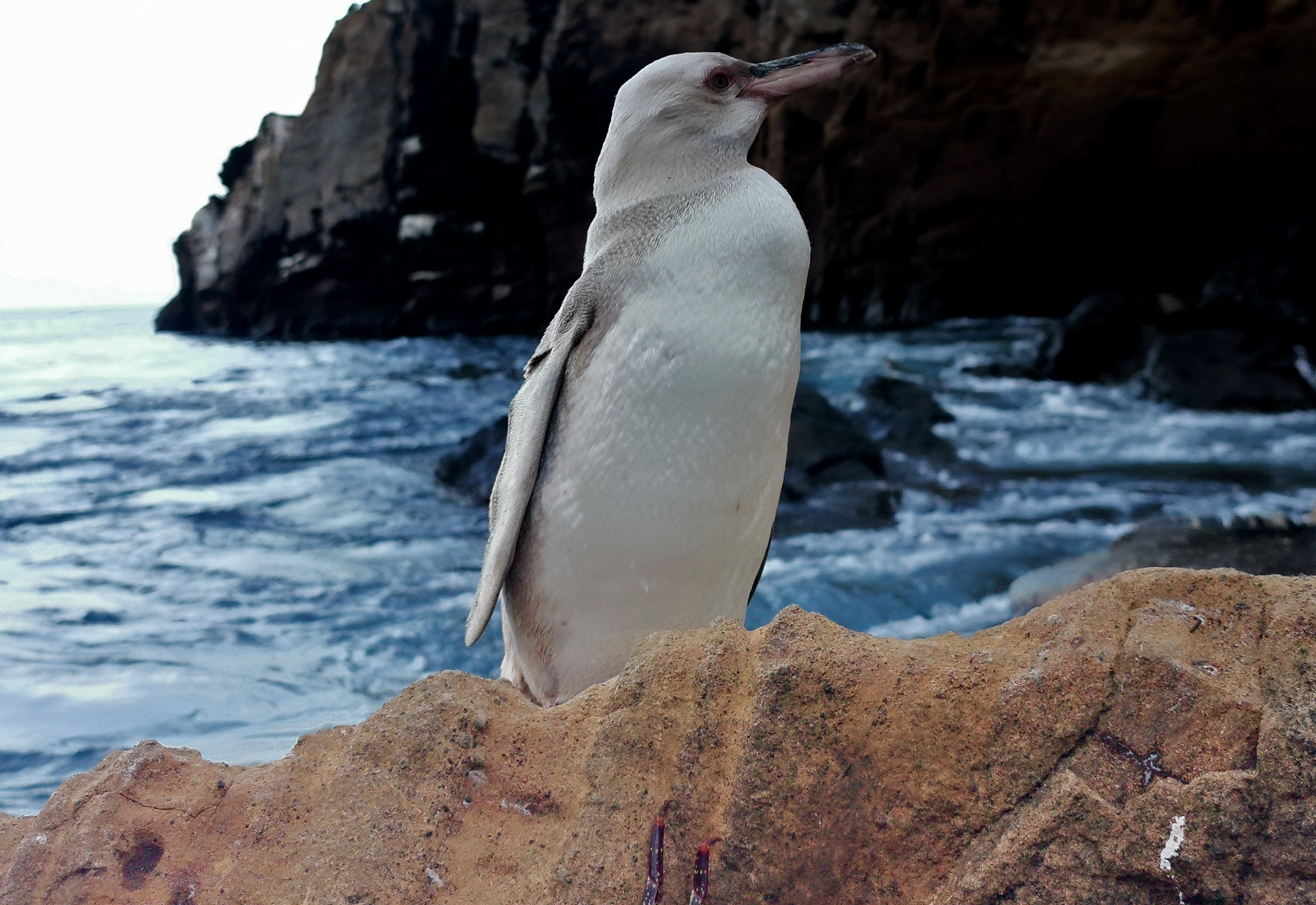 Fehér pingvint láttak a Galápagos-szigeteken