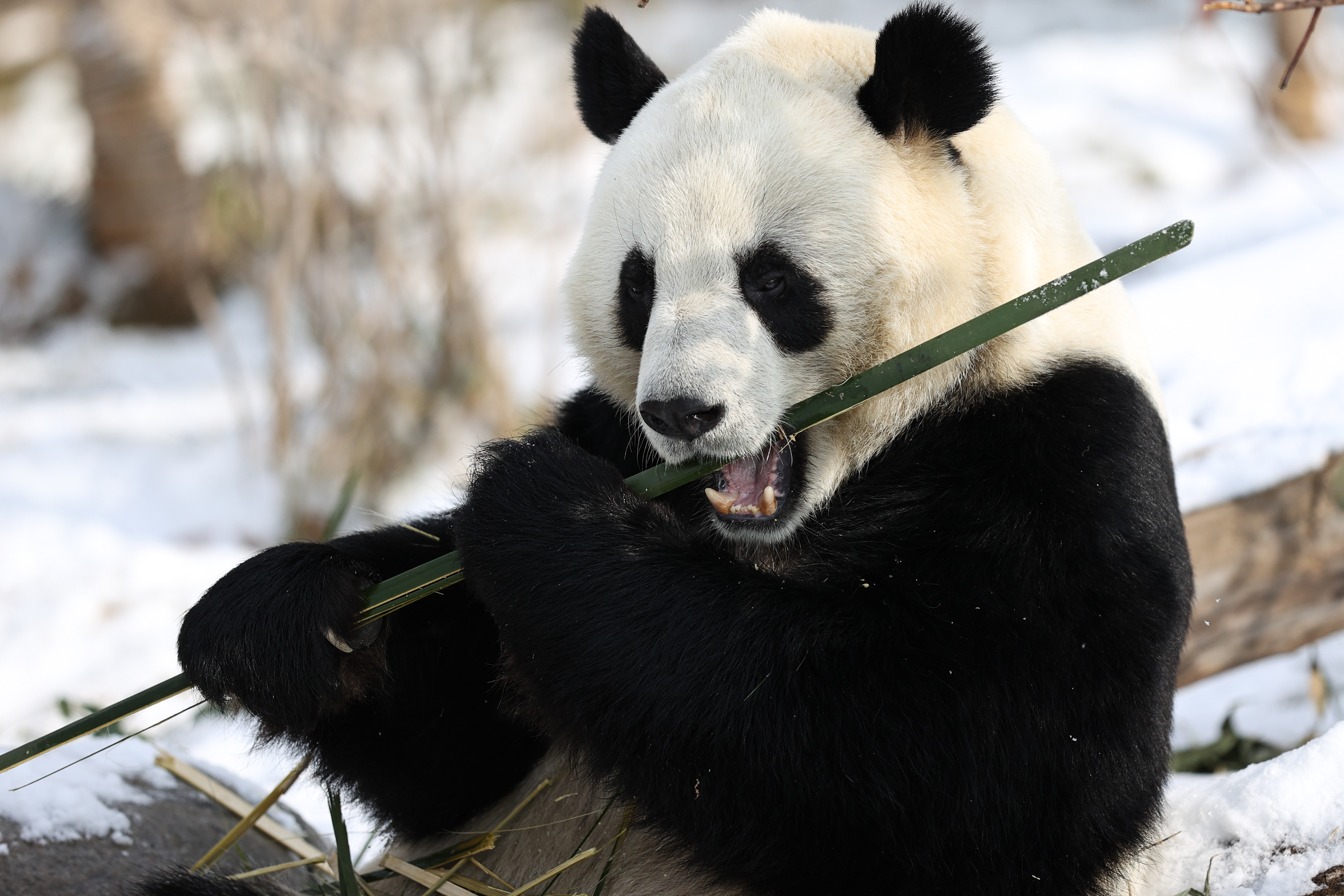 Kilenctagú kínai kutatócsoport fejtette meg, miért hemperegnek lószarban a pandák