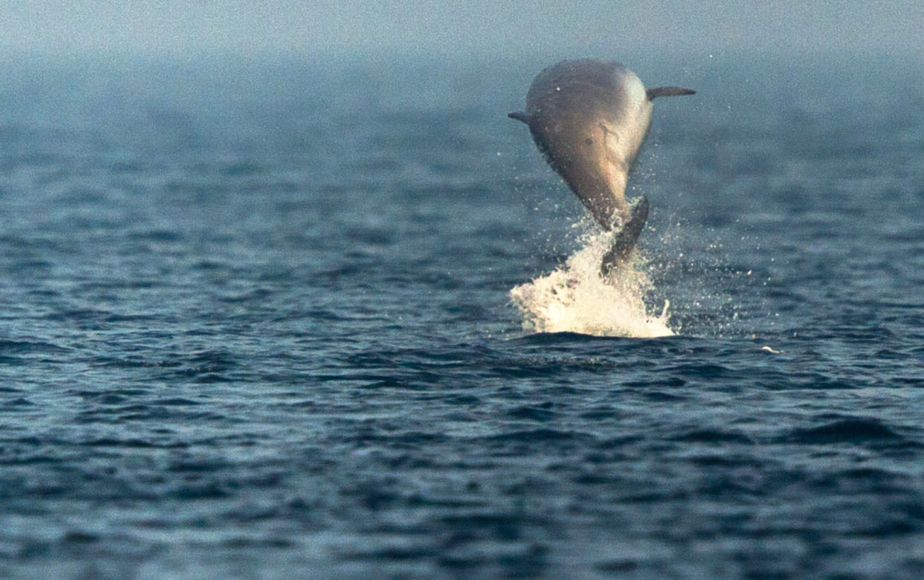 Lehet, hogy találtak egy eddig nem ismert bálnafajt