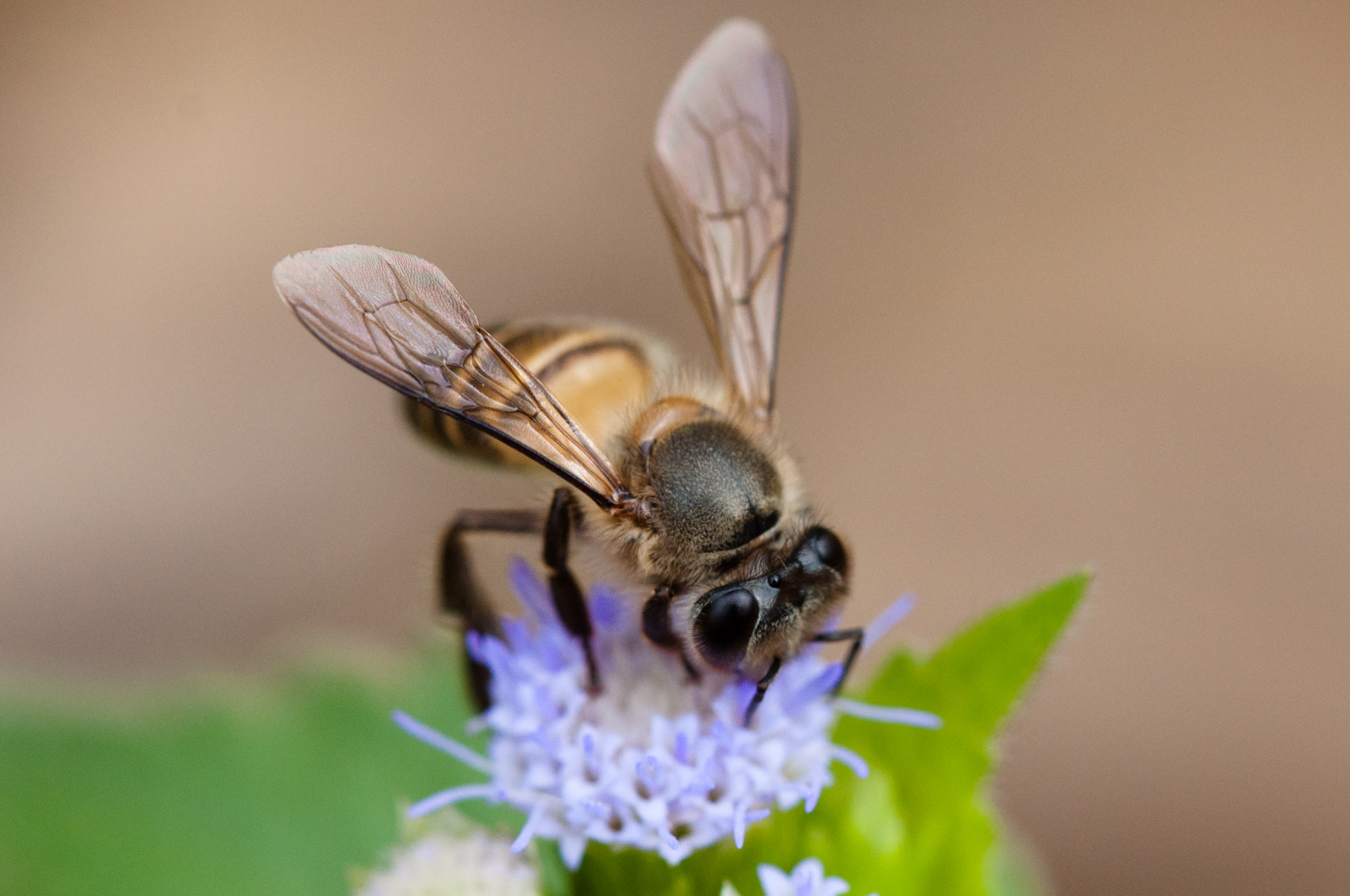 Más állatok trágyájával védekeznek támadóik ellen a vietnámi méhek