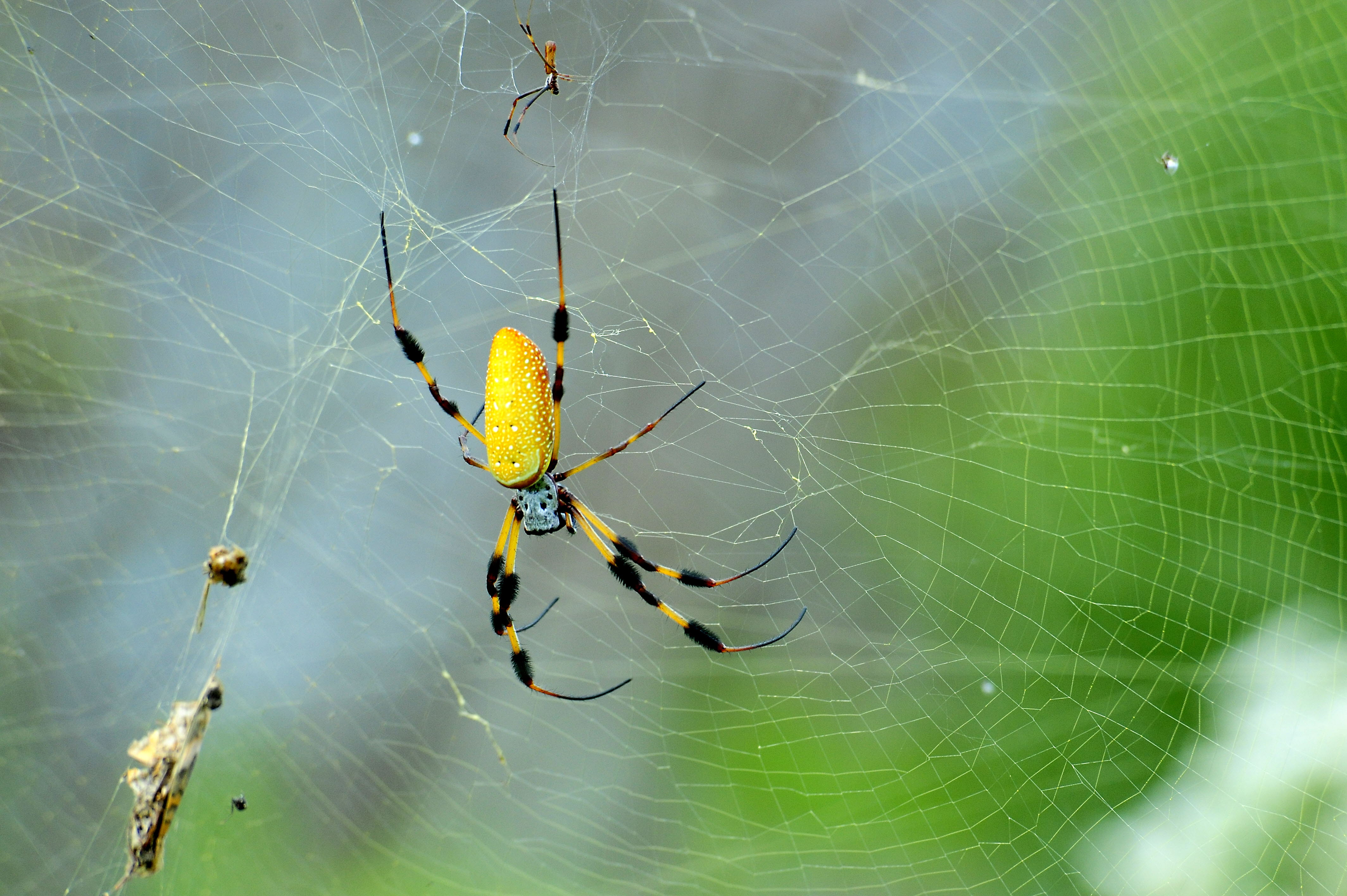 Az arany hálószövő pók és aszimmetrikus hálója