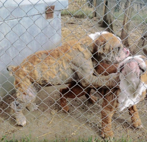 Nyomorult körülmények közül mentettek ki 166 kutyát a nyírbogáti szaporítóktól