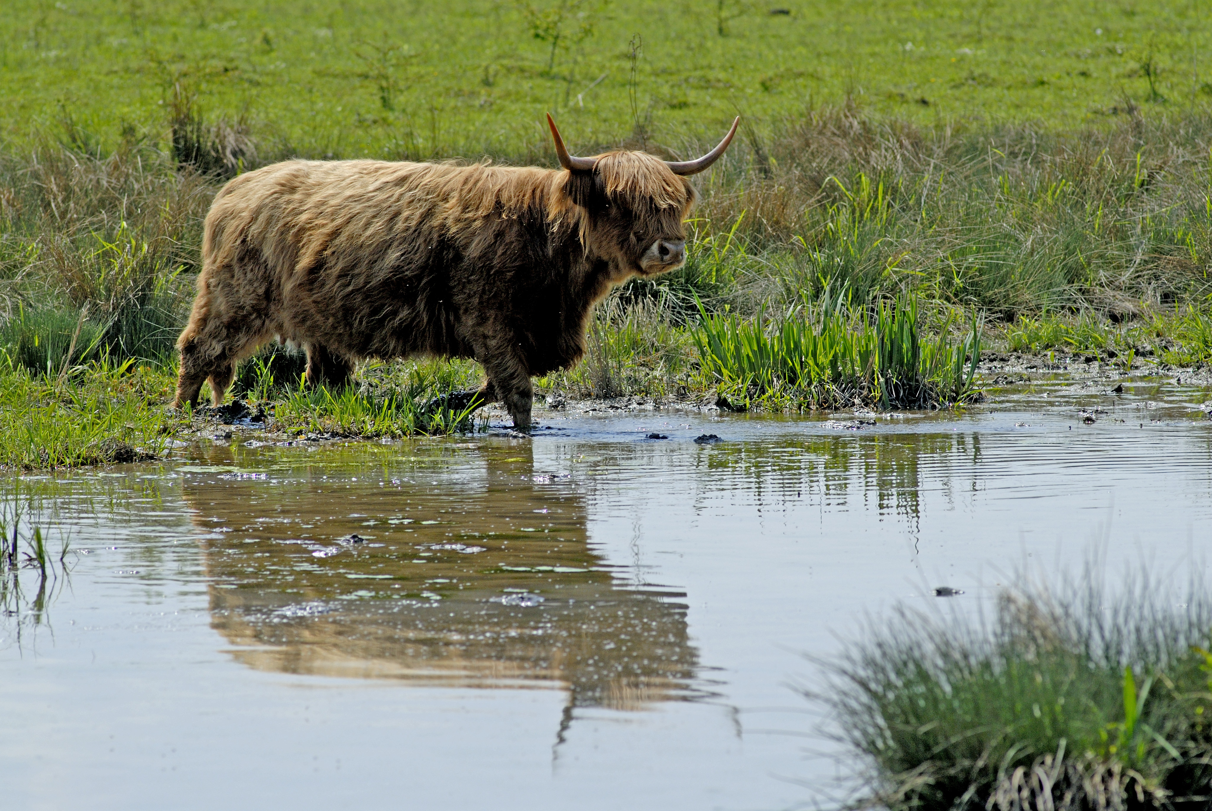 Lovakkal és marhákkal alakítja természetközelivé a Rajna egyik szigetét egy magyar zoológus