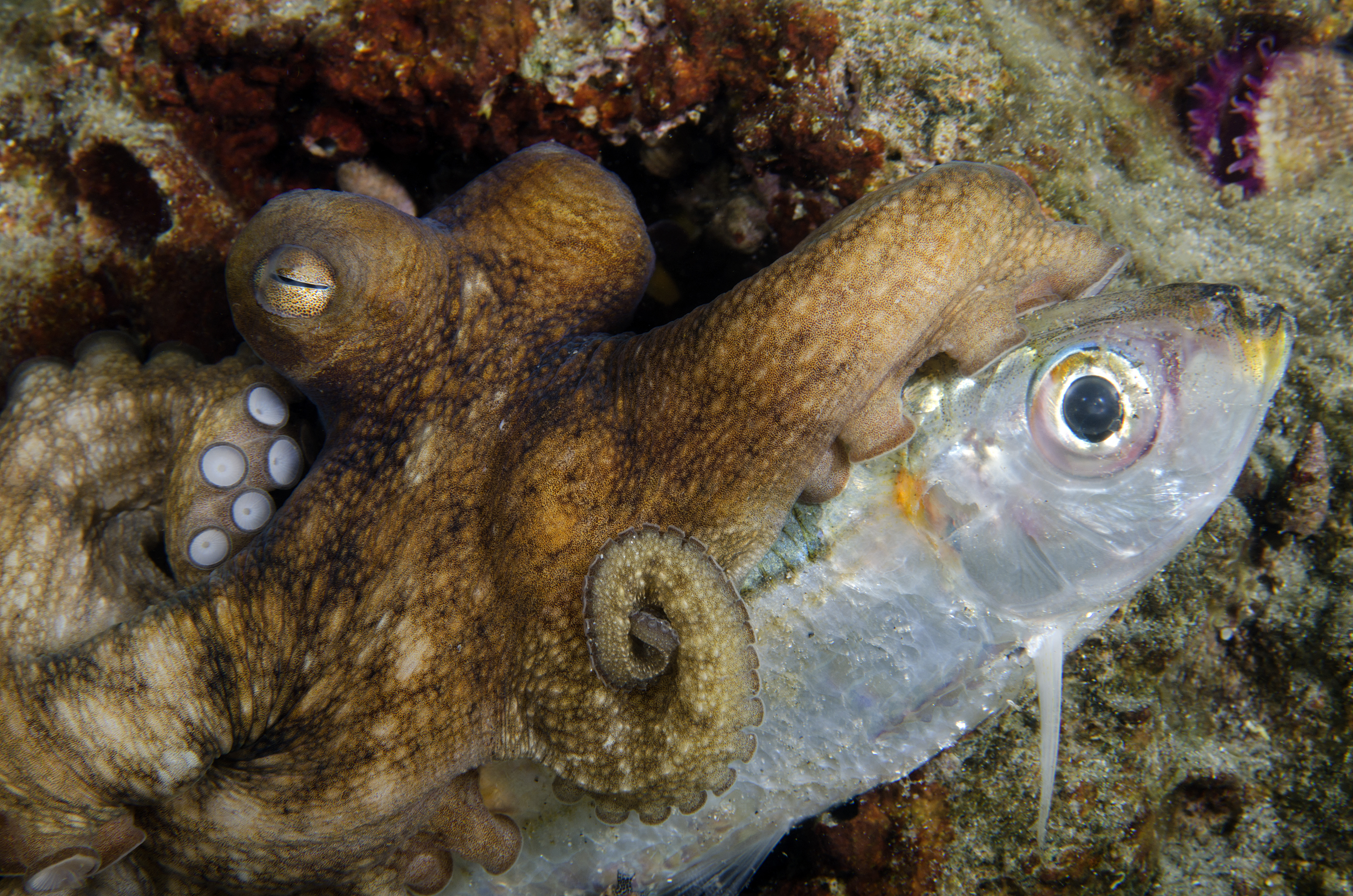 Halakat pofozgató polipokról készült felvétel a Vörös-tengerben