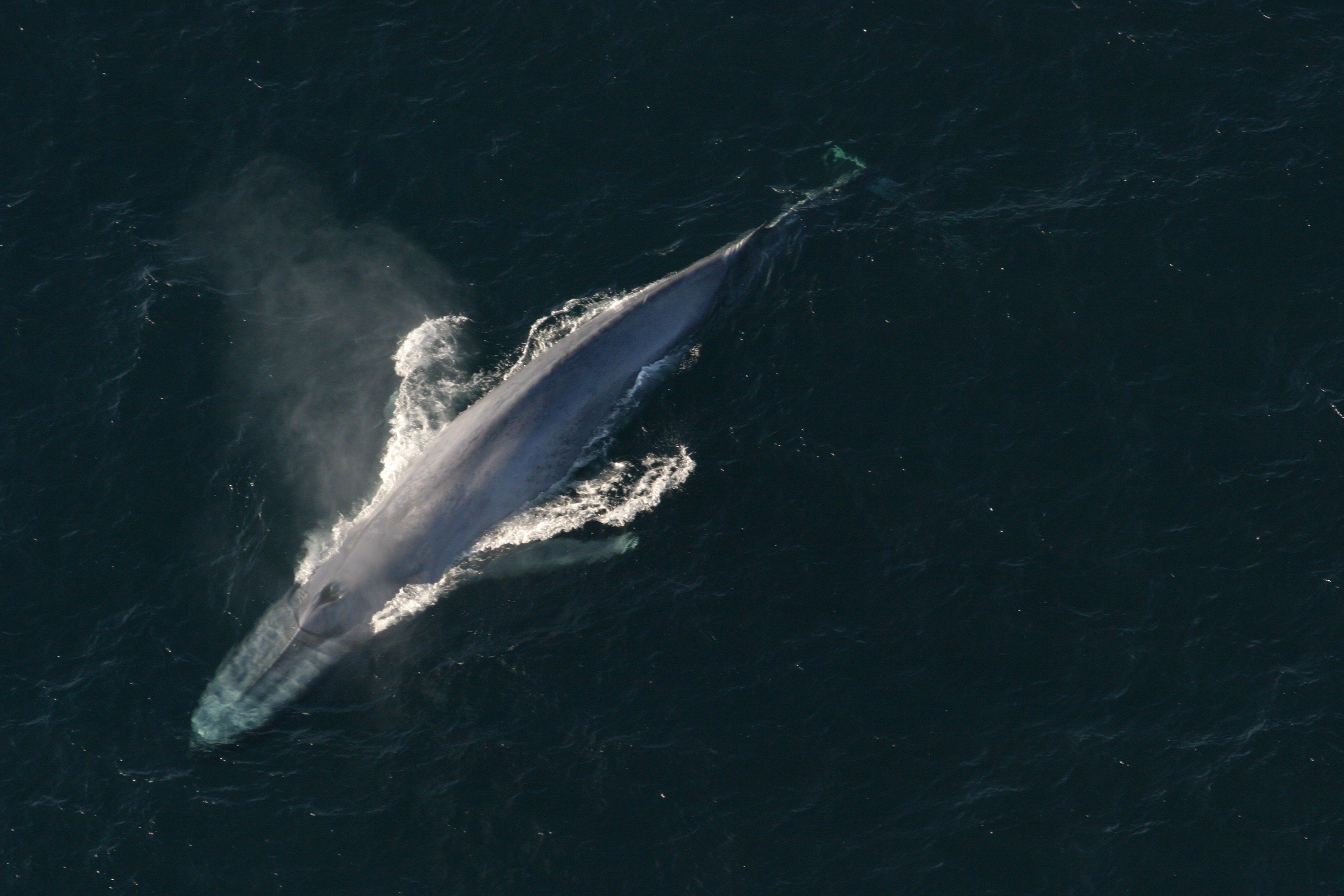 A bálnák több mint fele gabalyodott már bele halászhálókba