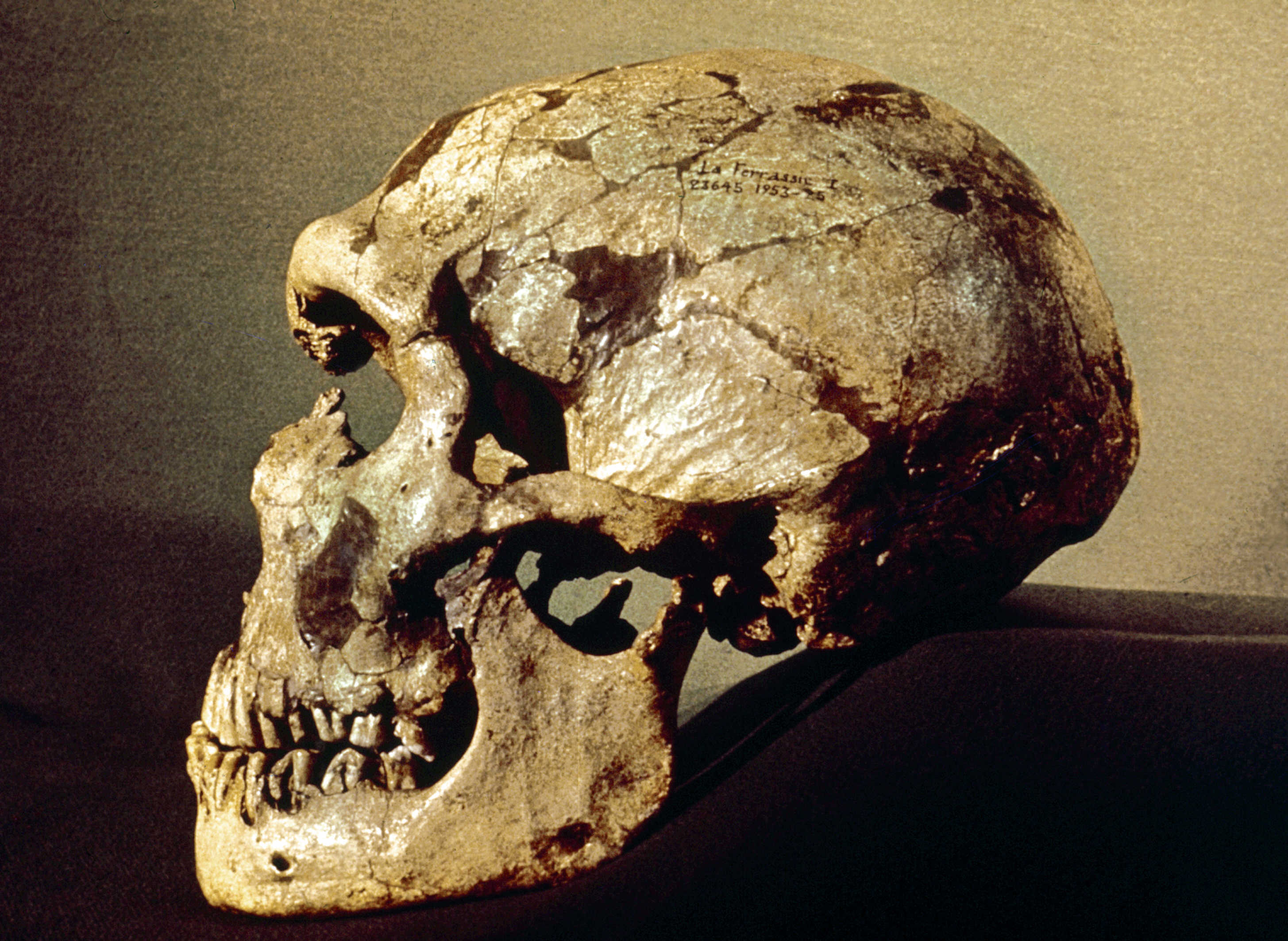 Újabb bizonyítékot találtak a neandervölgyiek temetkezésére