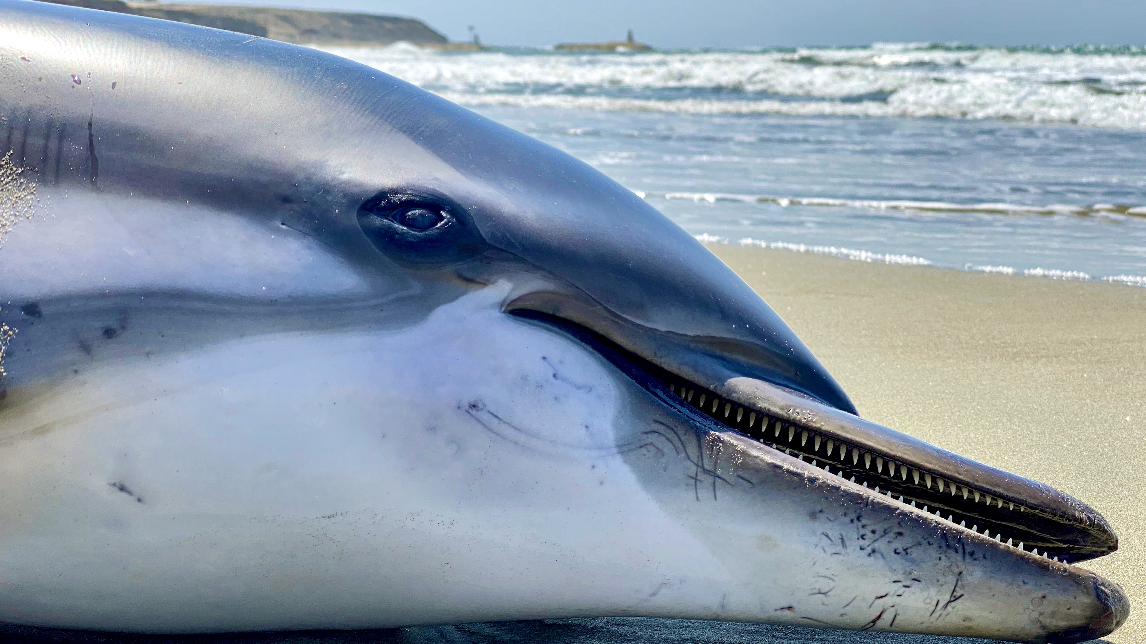 Évtizedek óta betiltott vegyszer ritkítja a delfinpopulációt az Egyesült Királyság partjainál