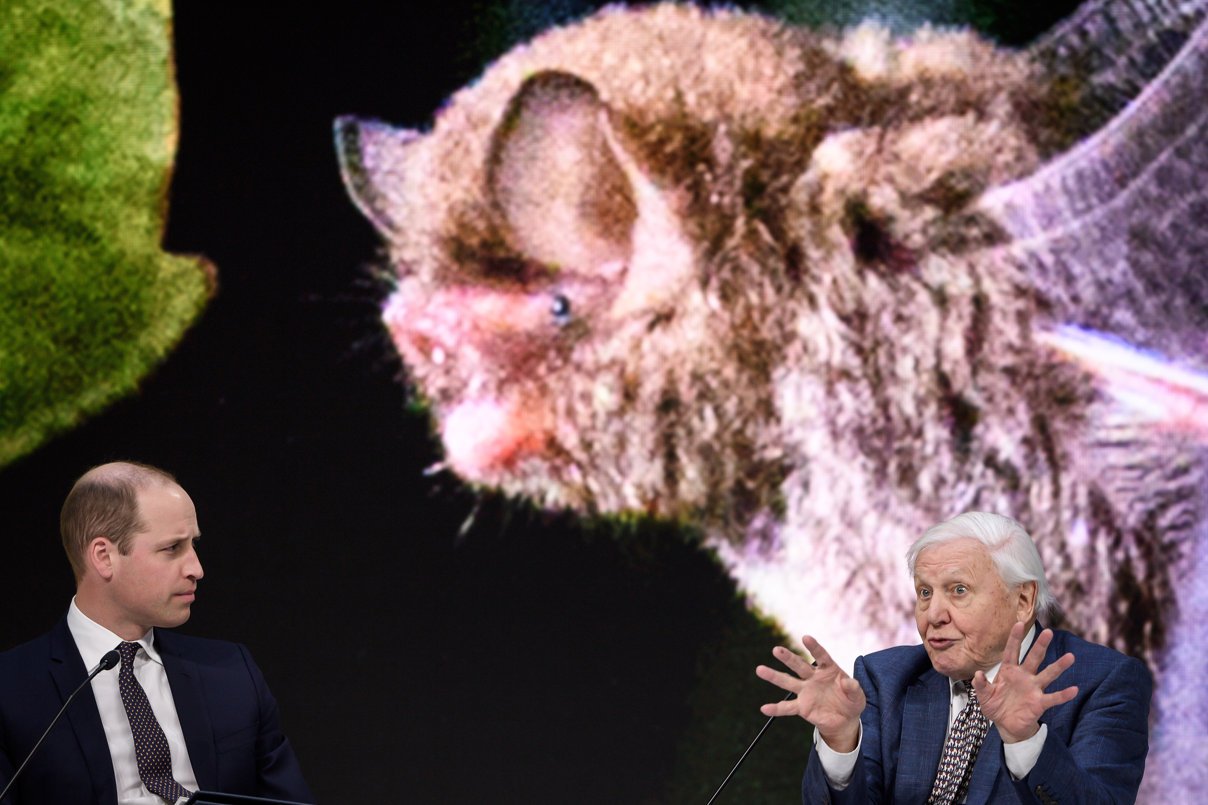 Attenborough: Az intelligenciánál többre lesz szükség, most már bölcsnek is kell lennünk