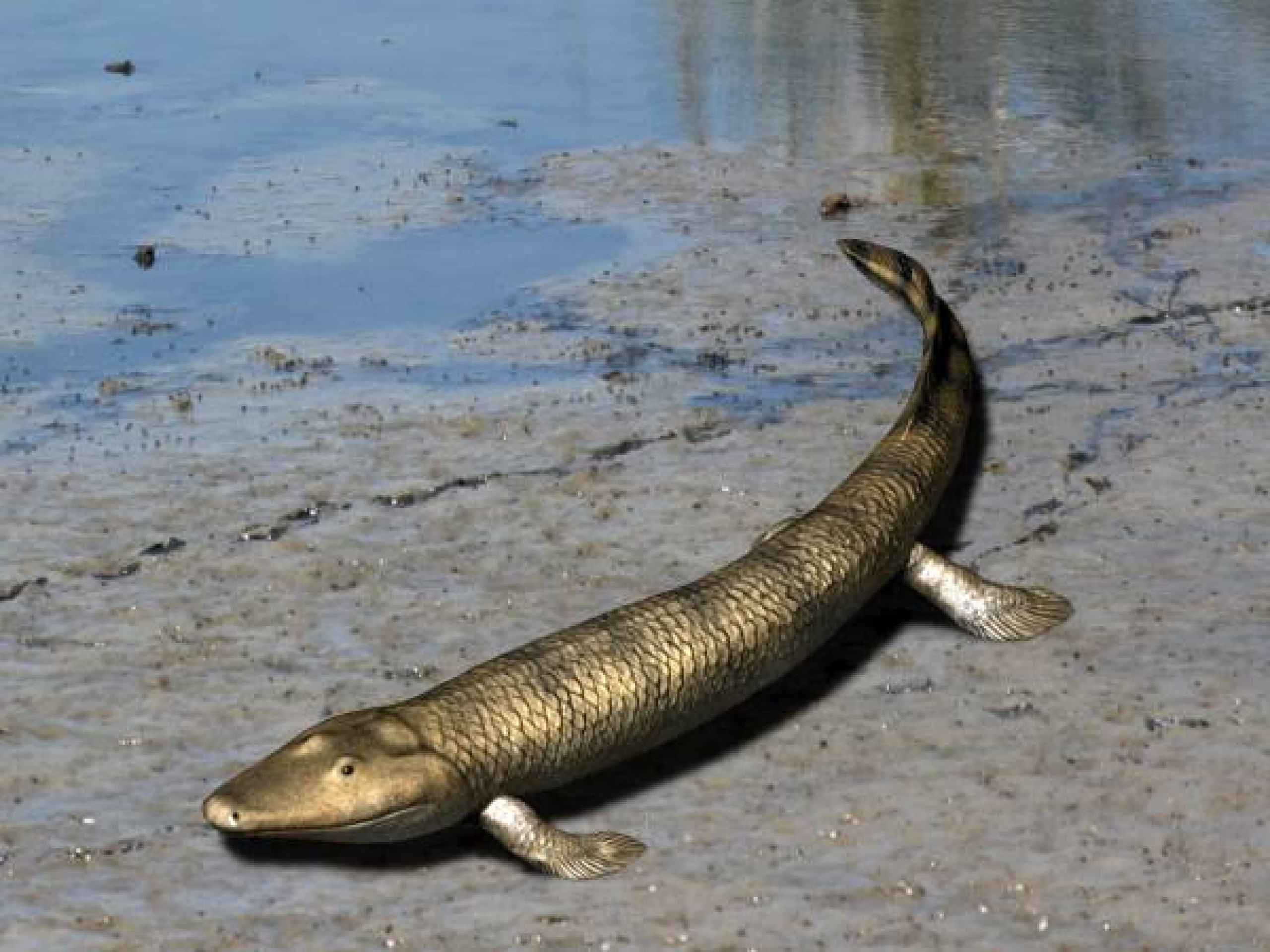 Рыба выходи. Tiktaalik roseae. Тиктаалик рыба. Тиктаалик вымершие рыбы. Древняя кистеперая рыба на суше.