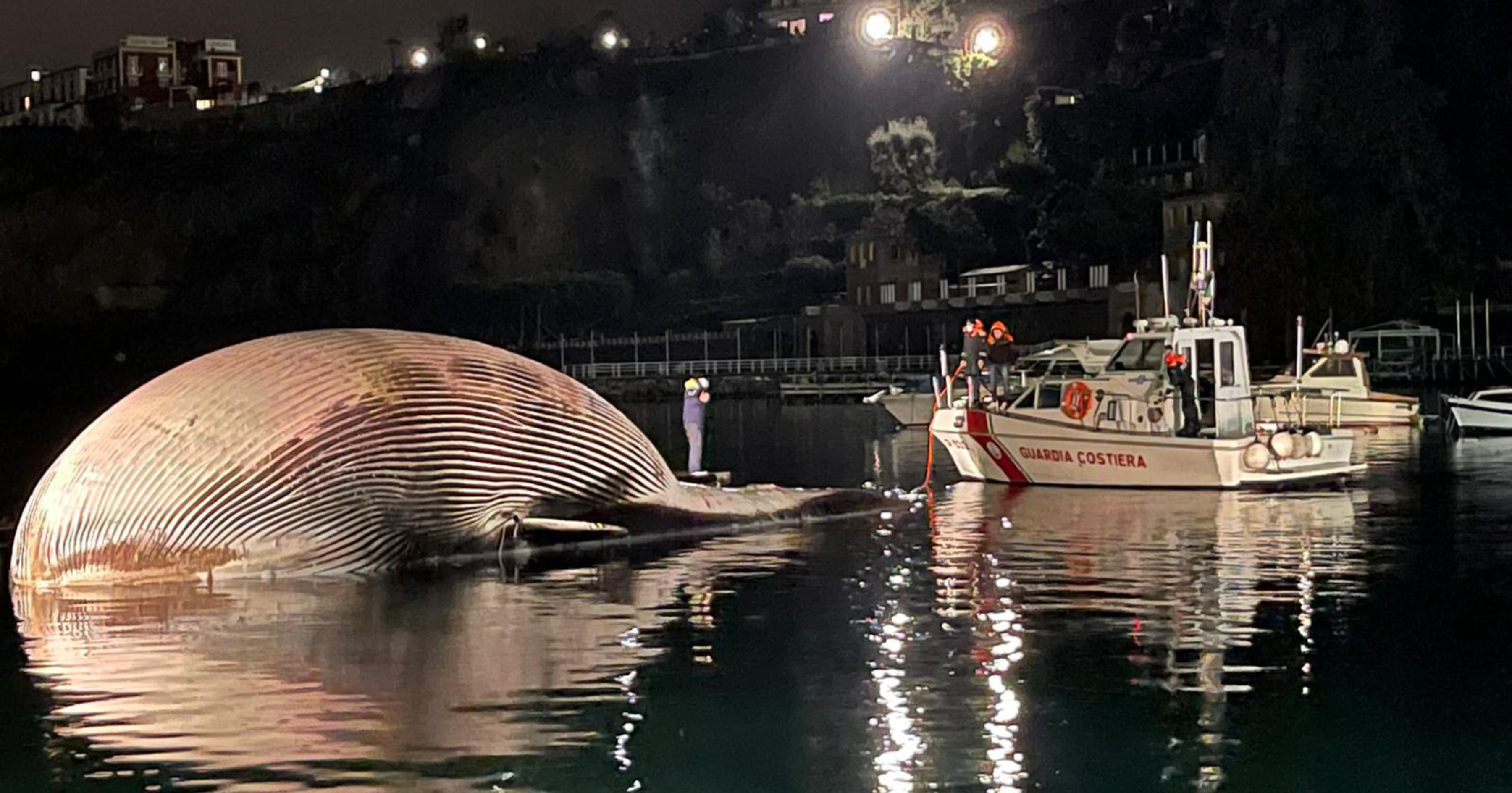 Óriási bálnatetemet hoztak partra az olasz parti őrség tagjai