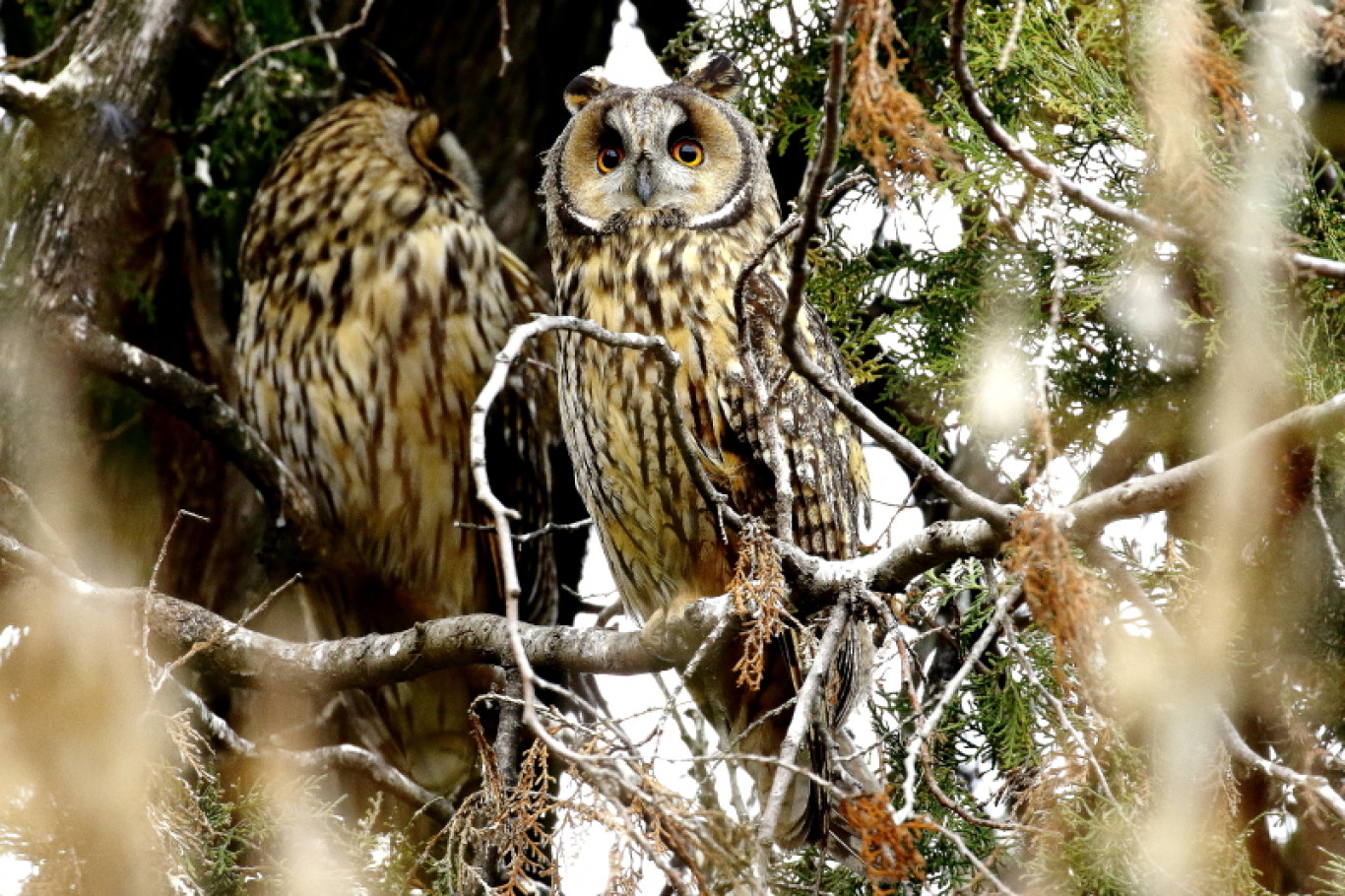 73 tonnányi károkozó rágcsálót „hatástalanítanak” a Magyarországon ...